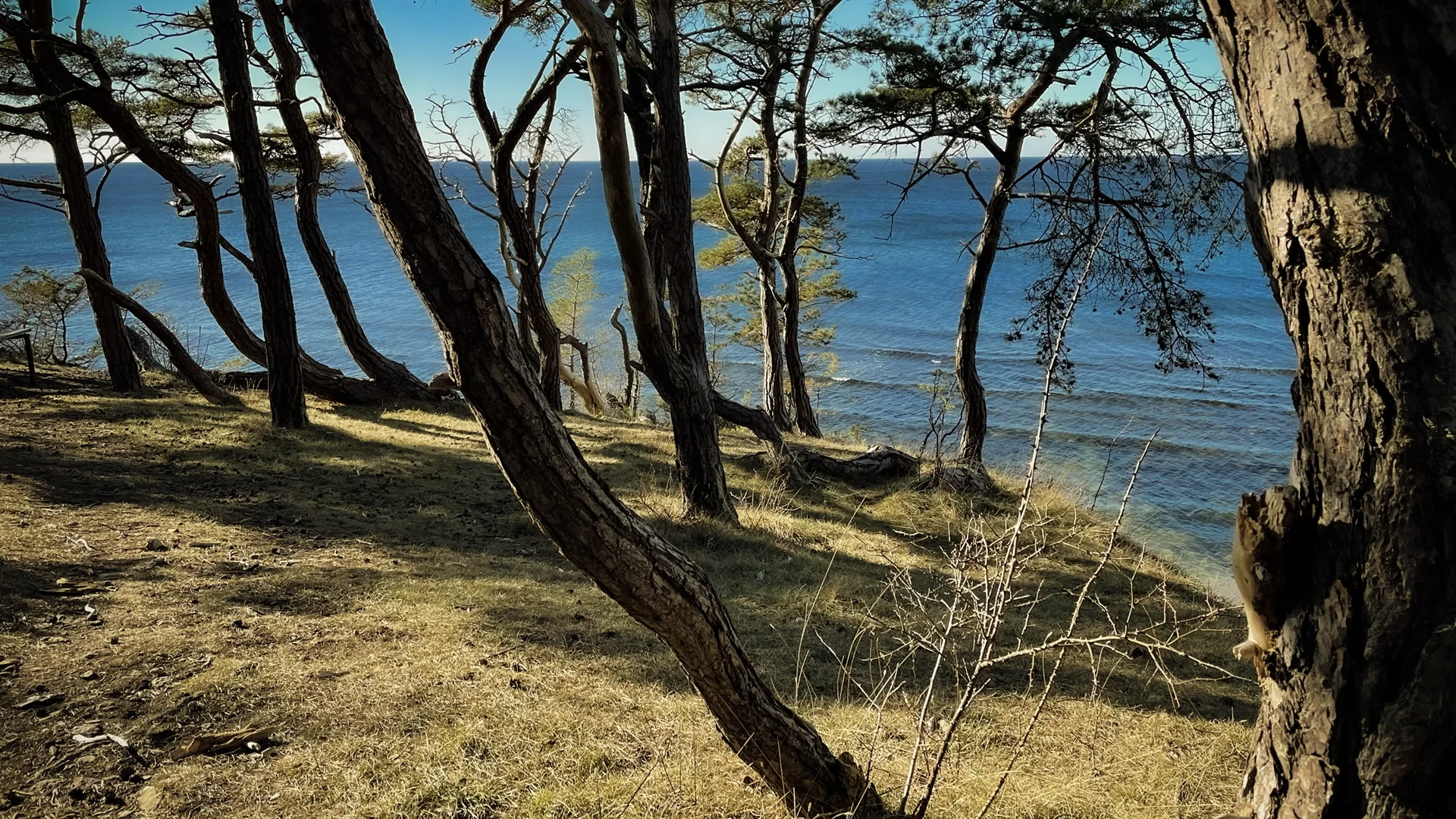 Film location in Gotland - late afternoon light in a small pine forest close to the shore.
