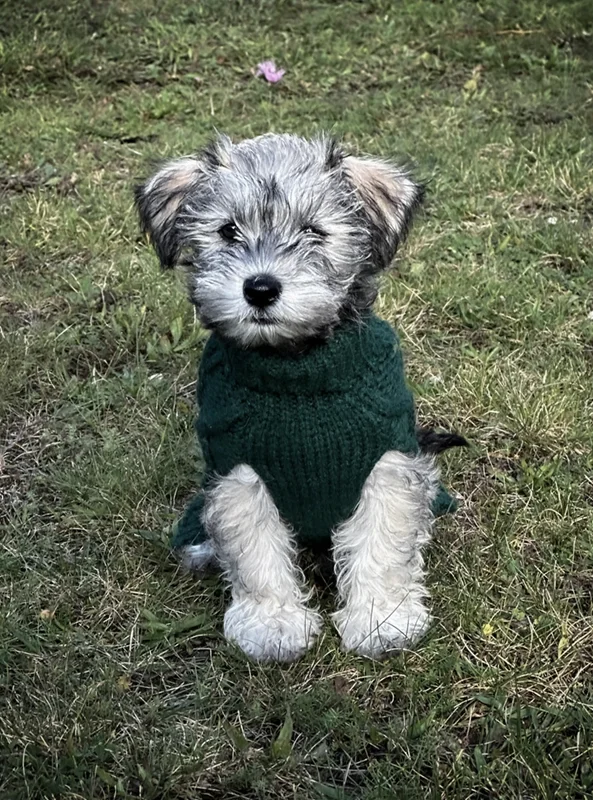 gotland pictures film casting - a small cute grey puppy sitting on the grass. She wears a green knitted sweatshirt