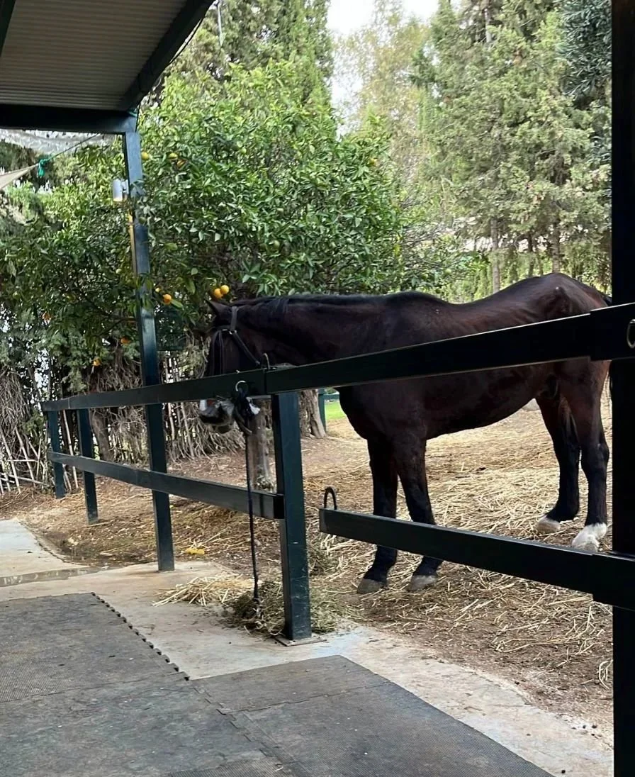 A black horse standing outdoors behind a metal fence near a lemon tree with yellow lemons, with trees and greenery in the background.