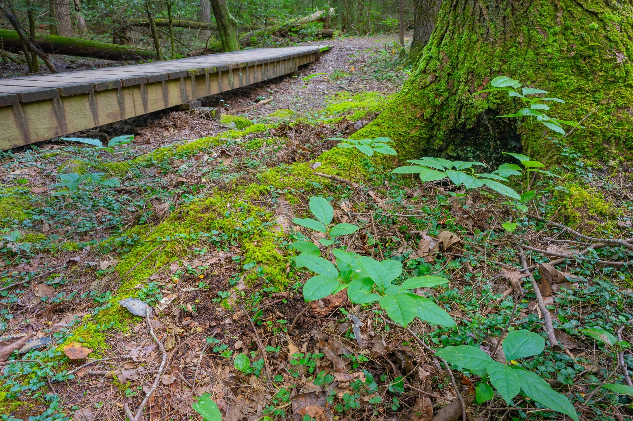 Essential Gear for Nature Photography (It’s Not What You Think)