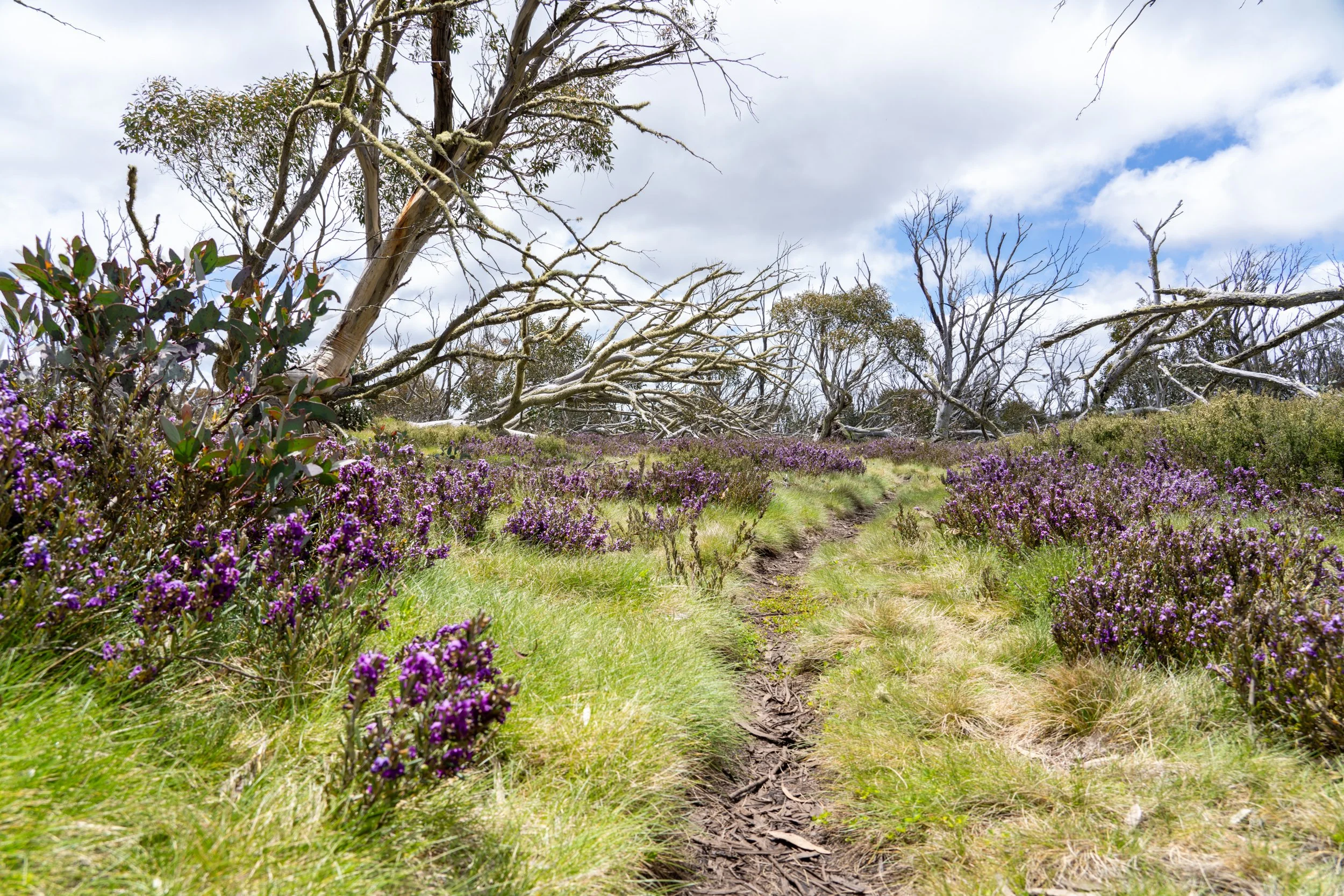 Dinner Plane20201114-DSC07839.jpg