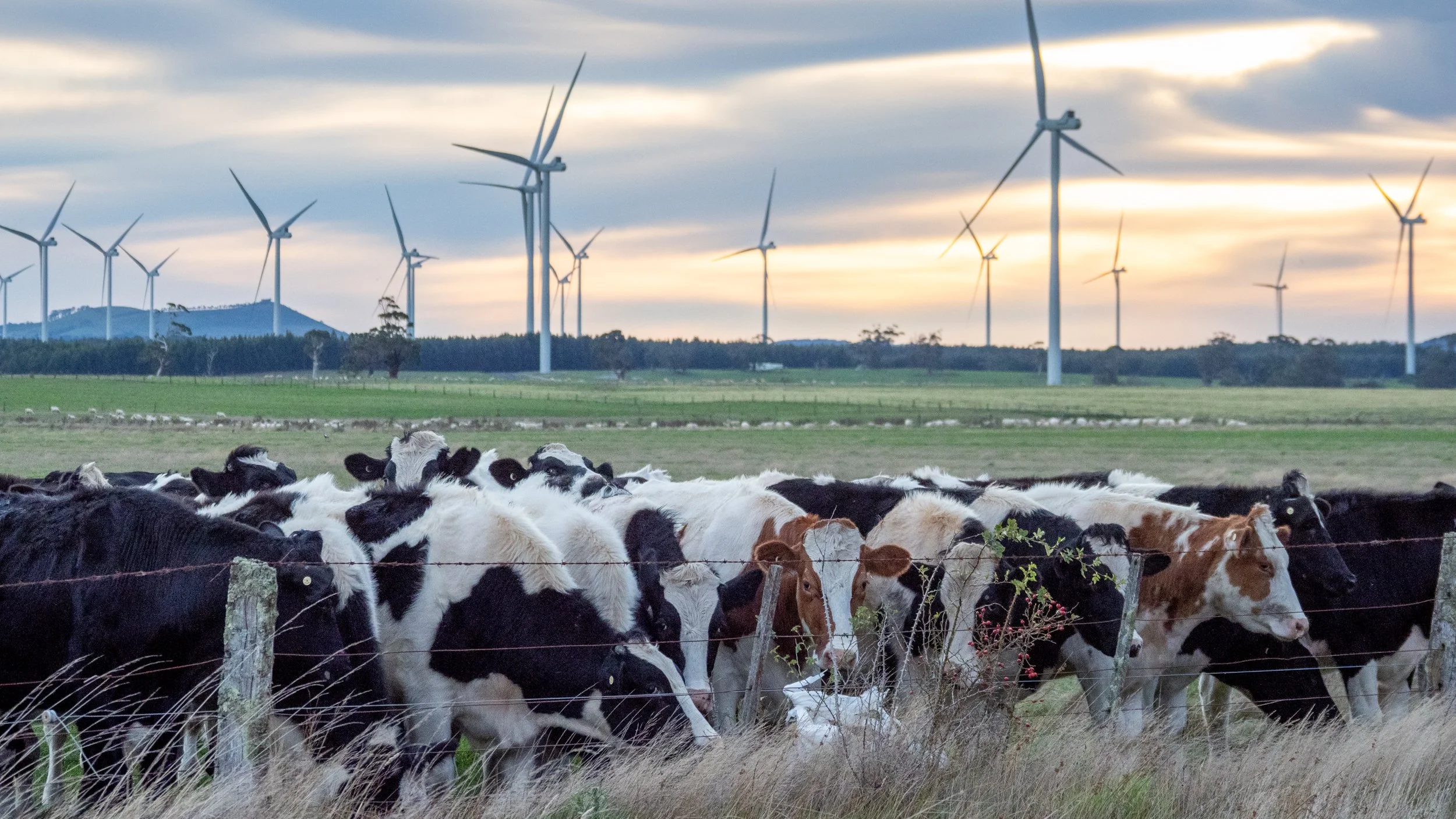 A herd of black and white cows standing behind a barbed wire fence in a grassy field, with wind turbines and a cloudy sky in the background at sunset.
