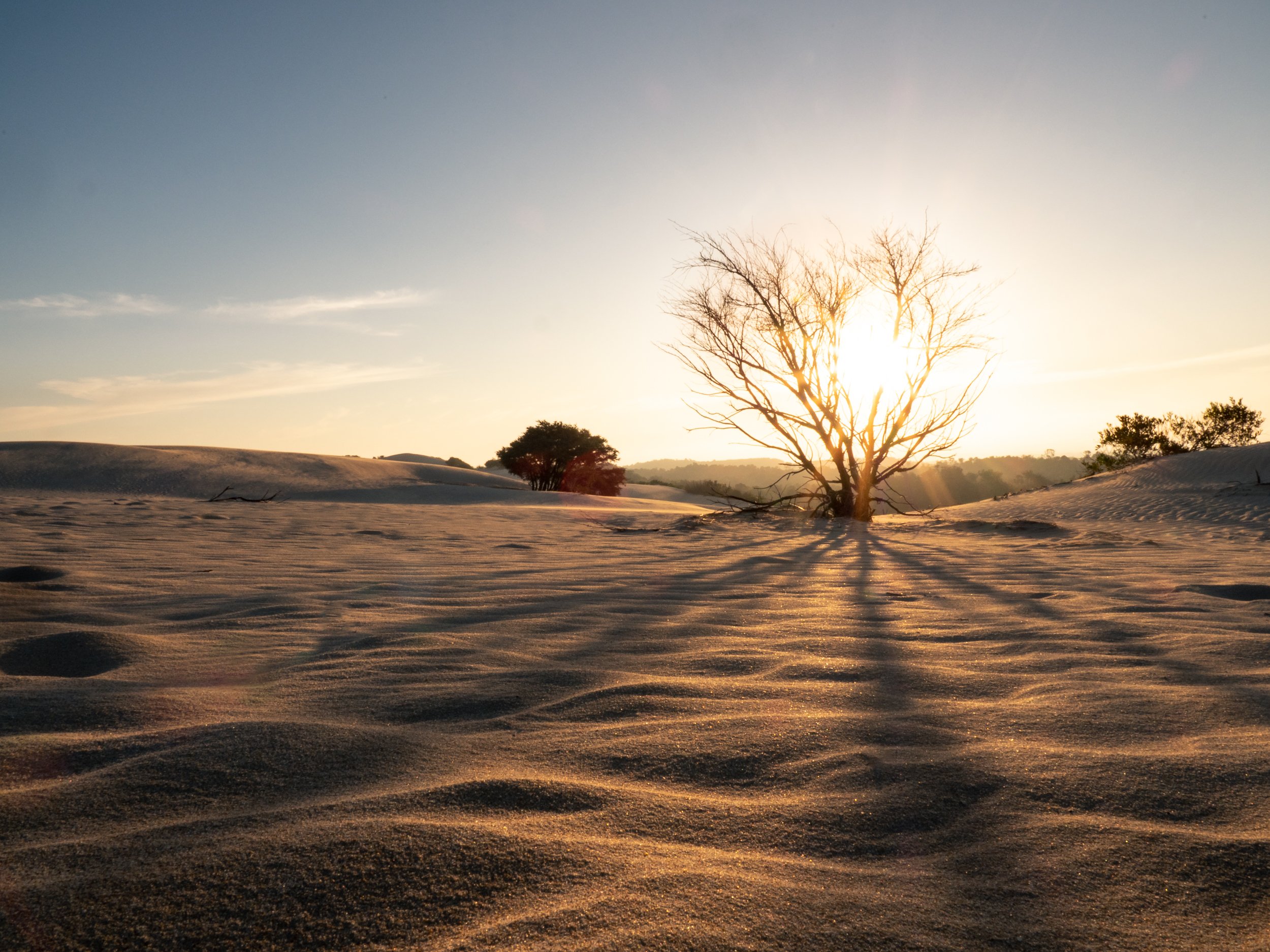Sunset over a sandy desert with a leafless tree in the foreground casting long shadows.