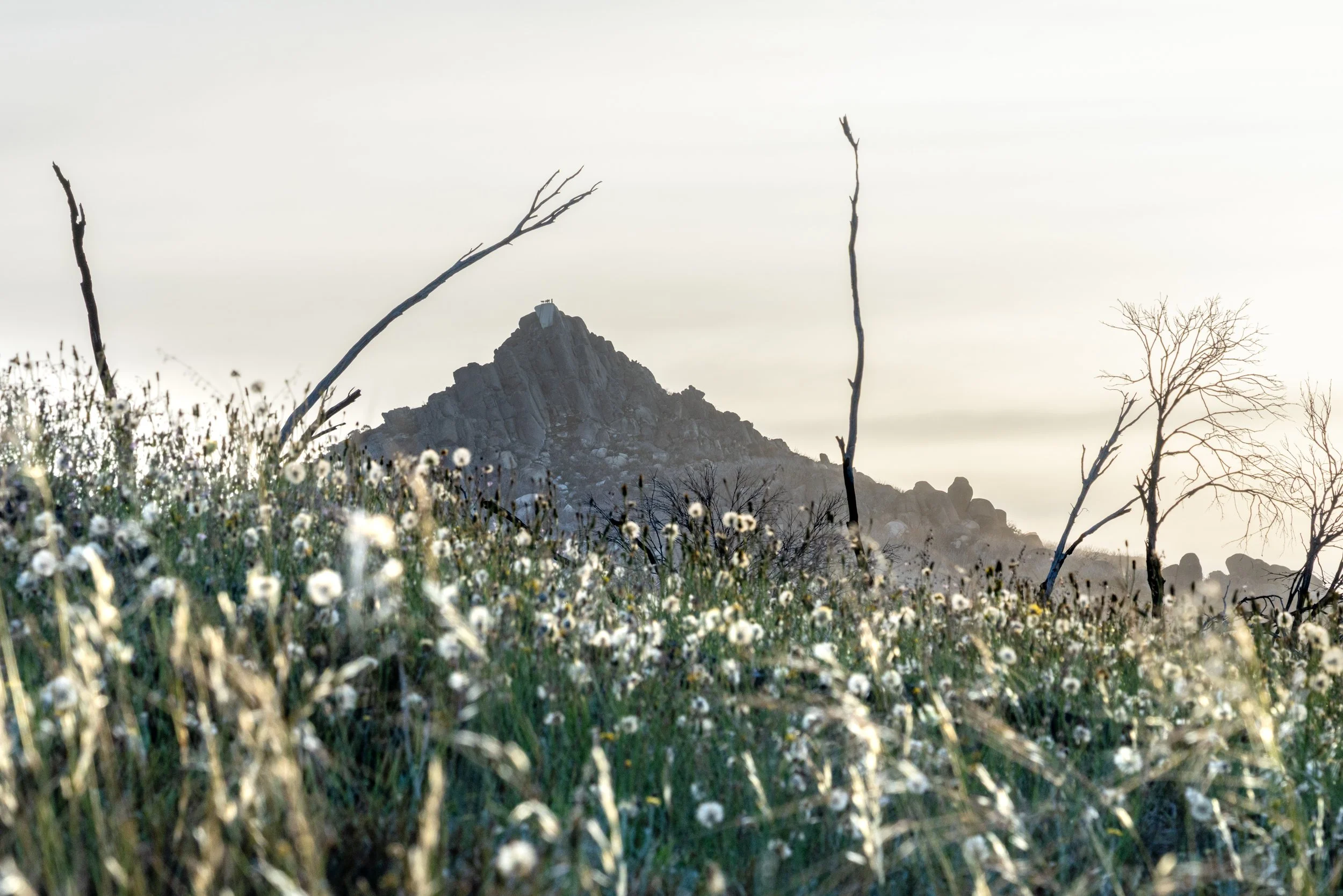 Buffalo Plain20240127-DSC07050.jpg
