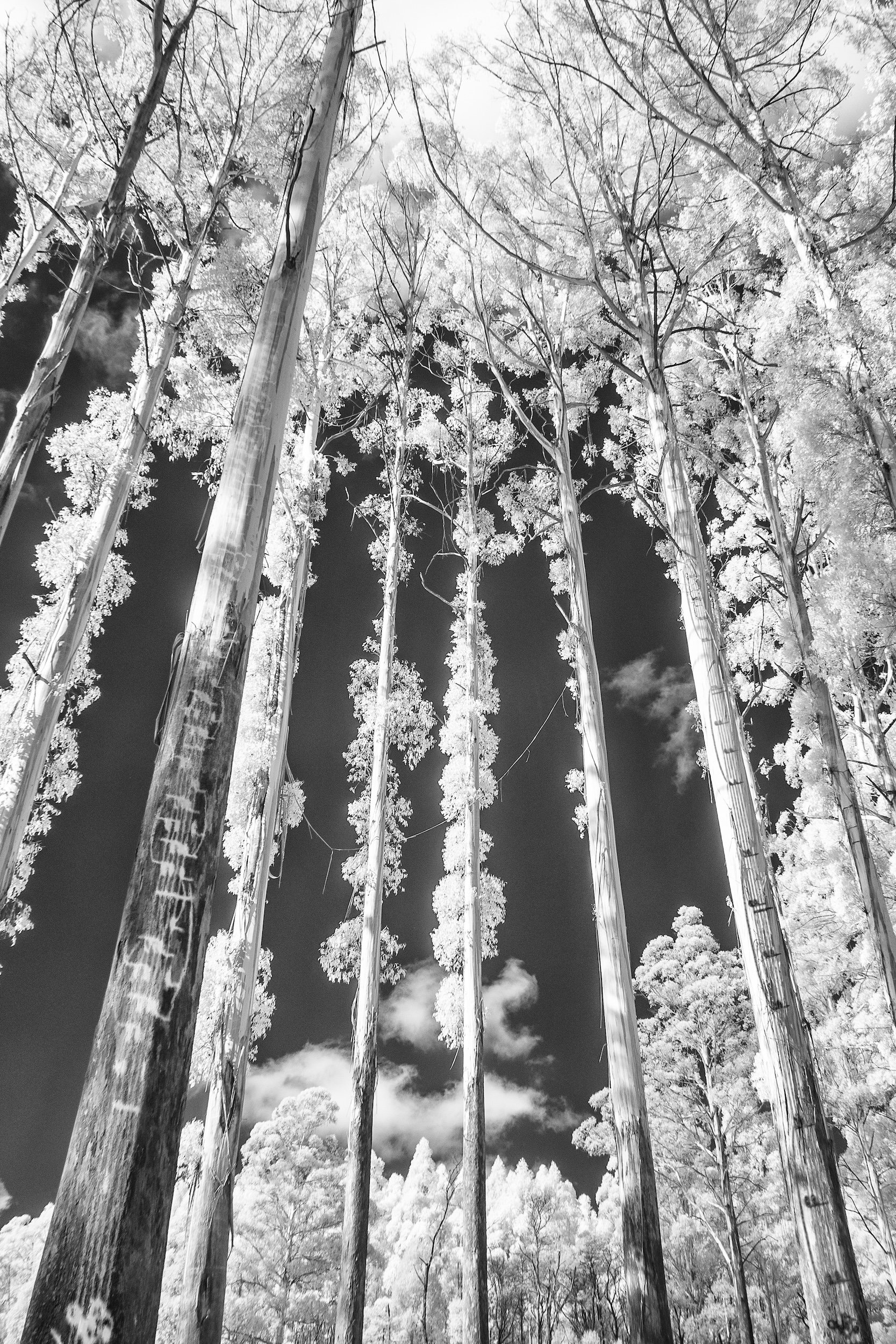 Venus, The Bringer of Peace.jpg