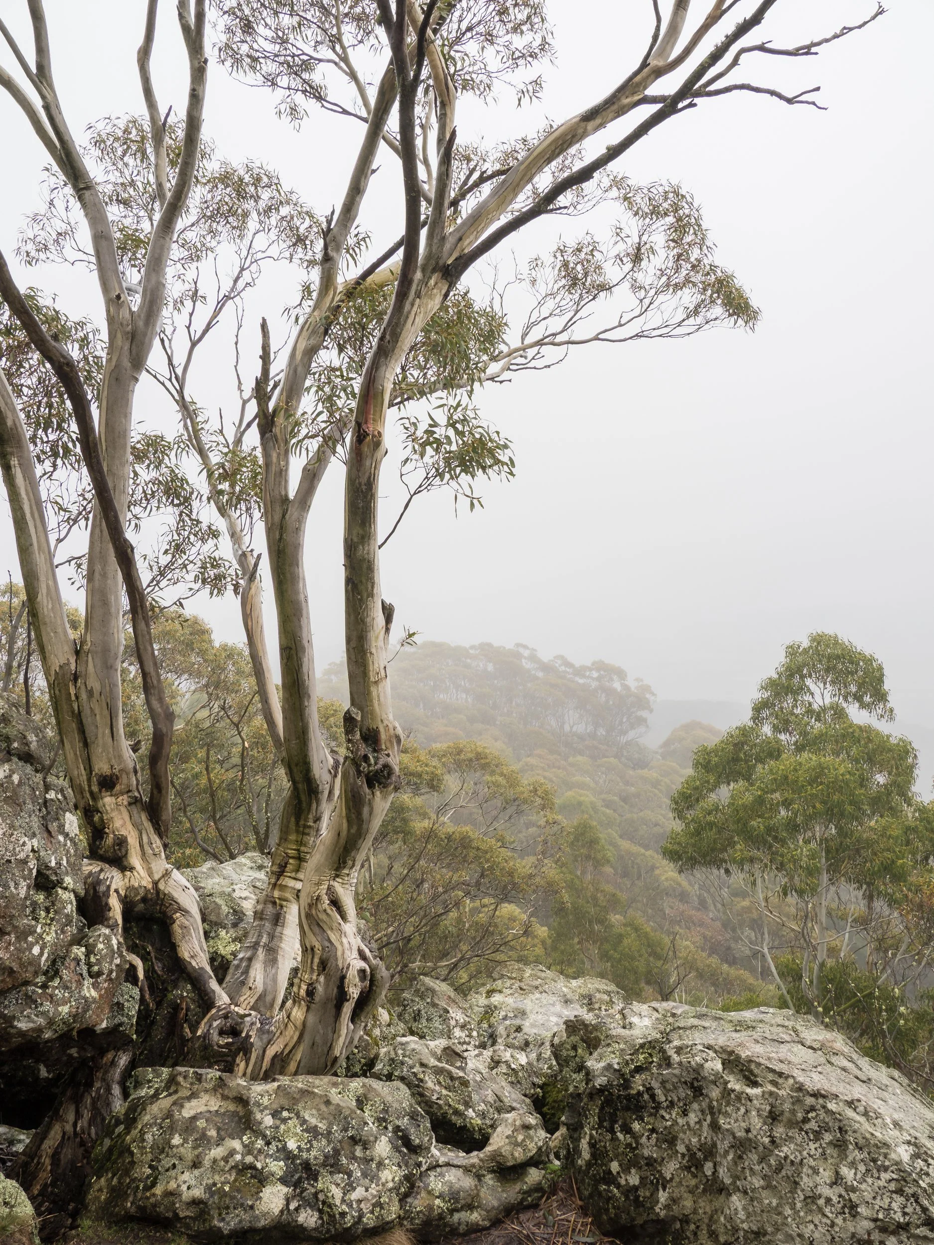 A forest scene with a gnarled tree growing among rocks, with numerous green trees in the background shrouded in fog.