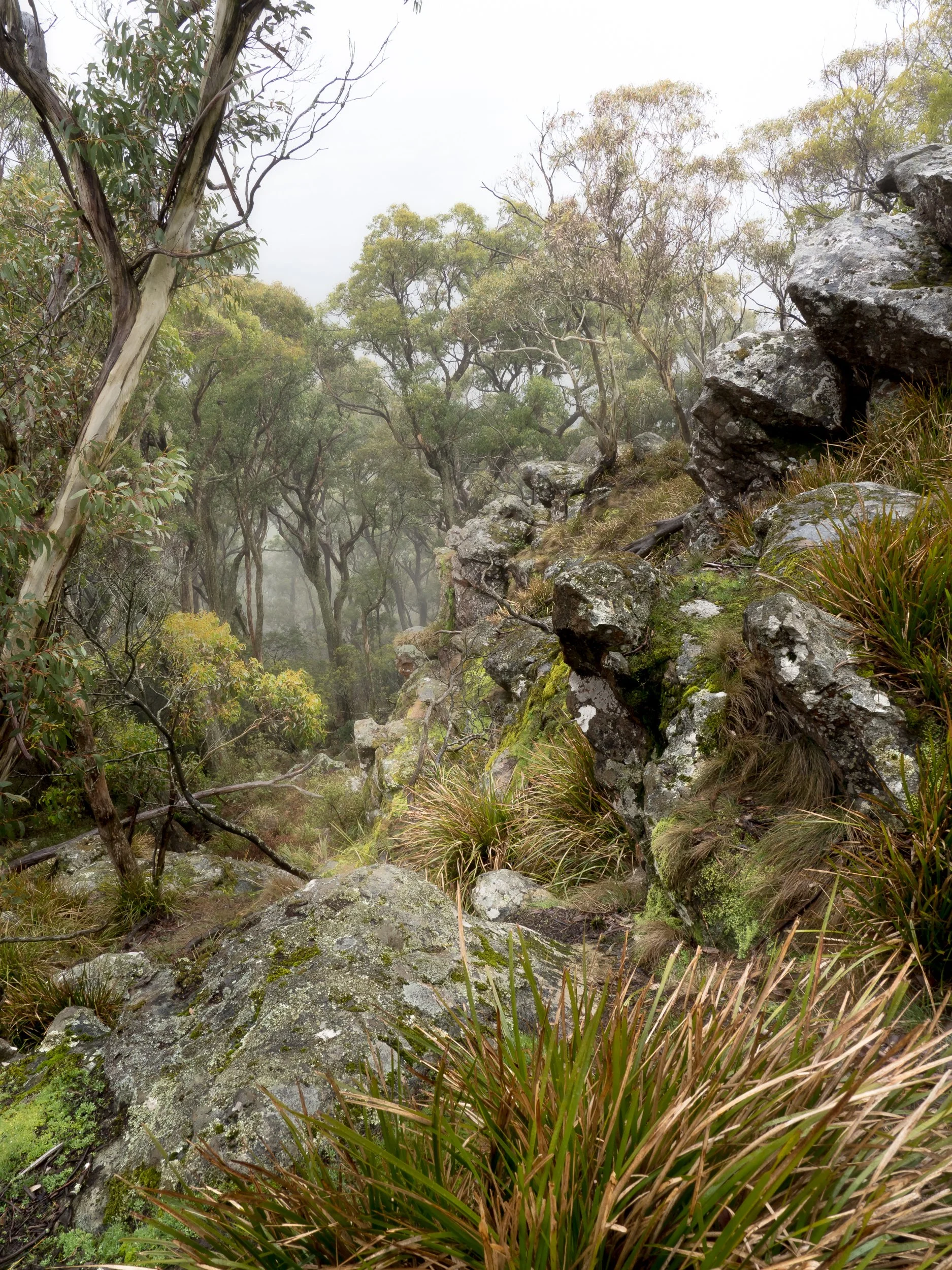 A foggy forest scene with tall trees, moss-covered rocks, and grassy plants on a hillside.
