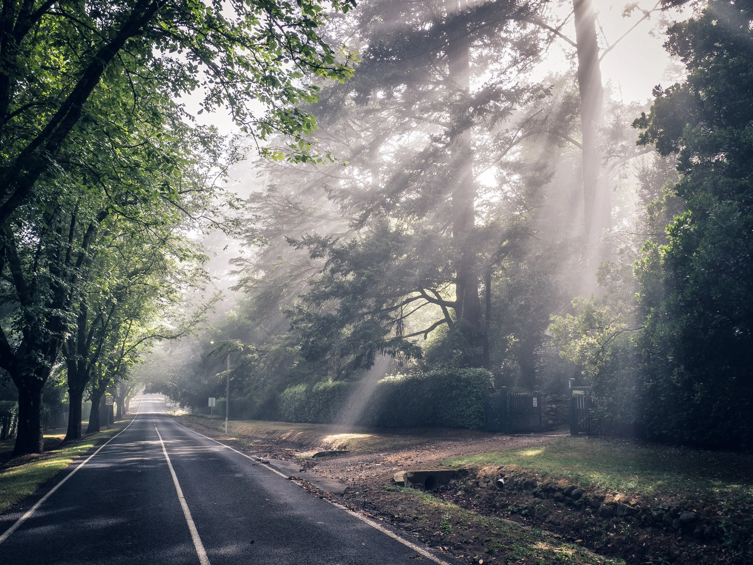 A quiet road surrounded by trees with sunlight filtering through the branches and mist in the air.