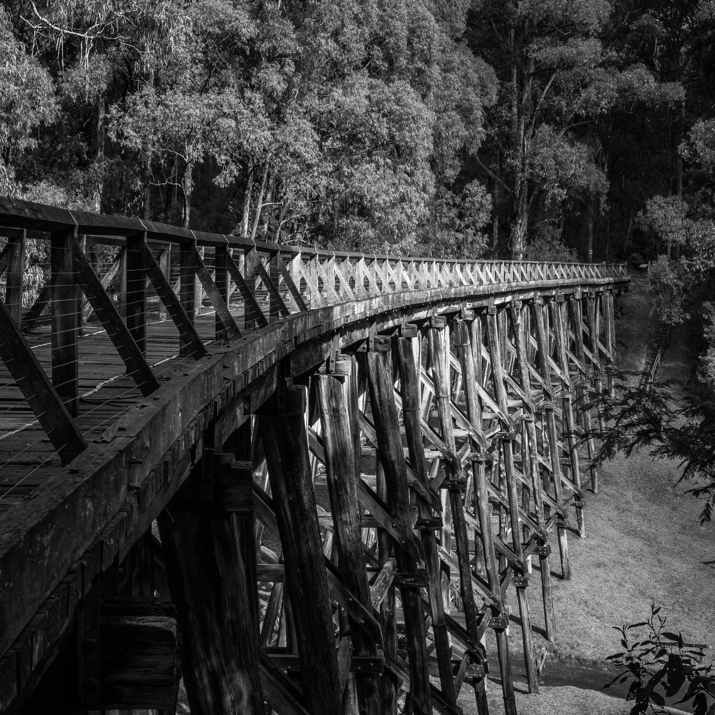 A black and white image of a historic wooden trestle bridge extending over a valley, surrounded by dense trees and foliage.