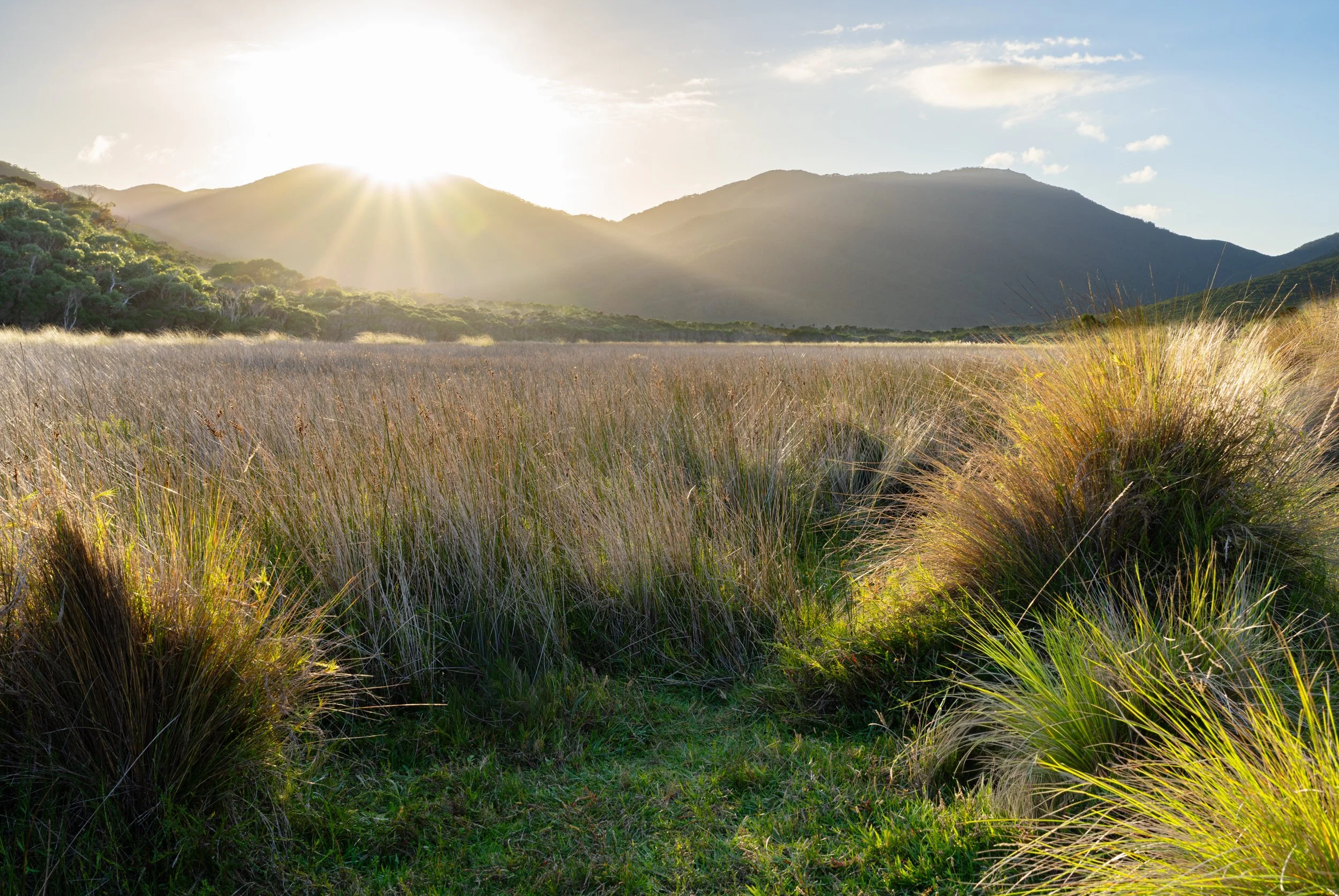 Sunrise over a grassy, mountainous landscape with tall grasses in the foreground and mountains in the background.