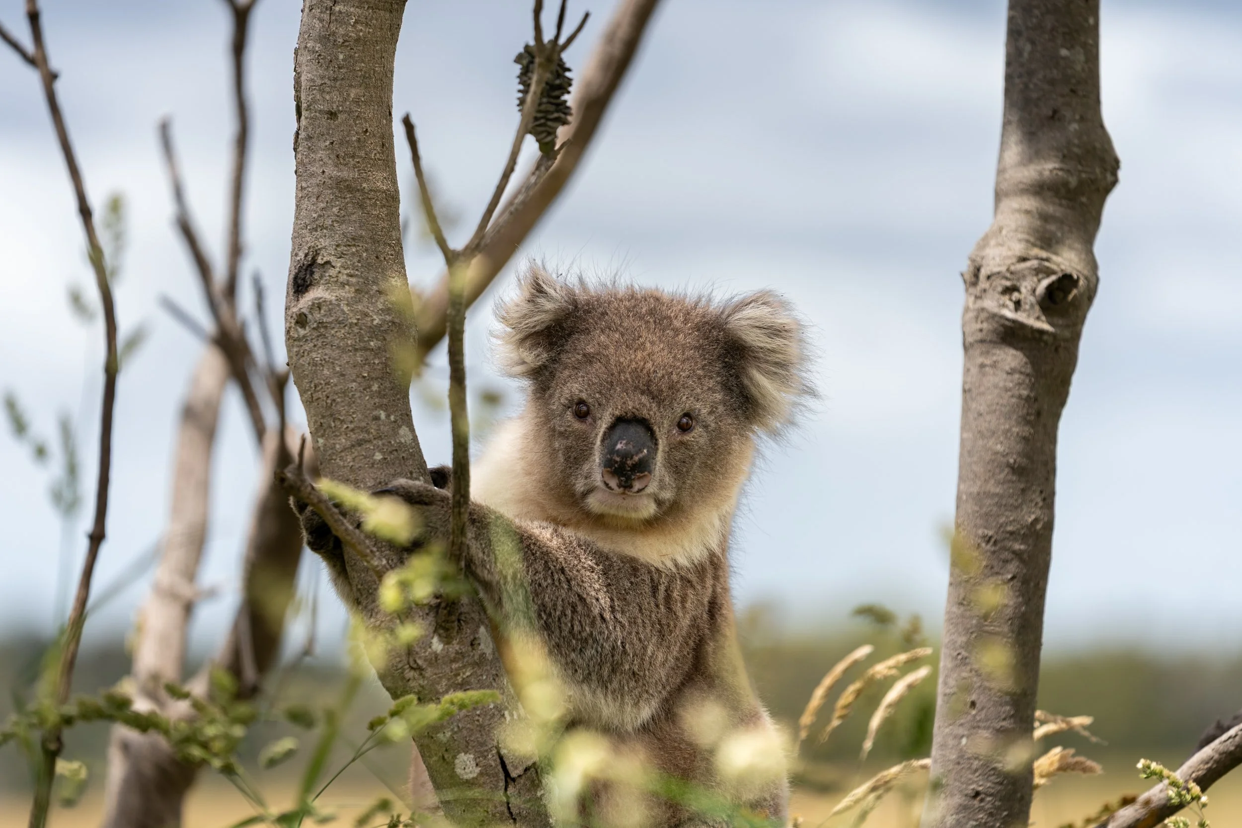 French Island20221217-A7C03080.jpg