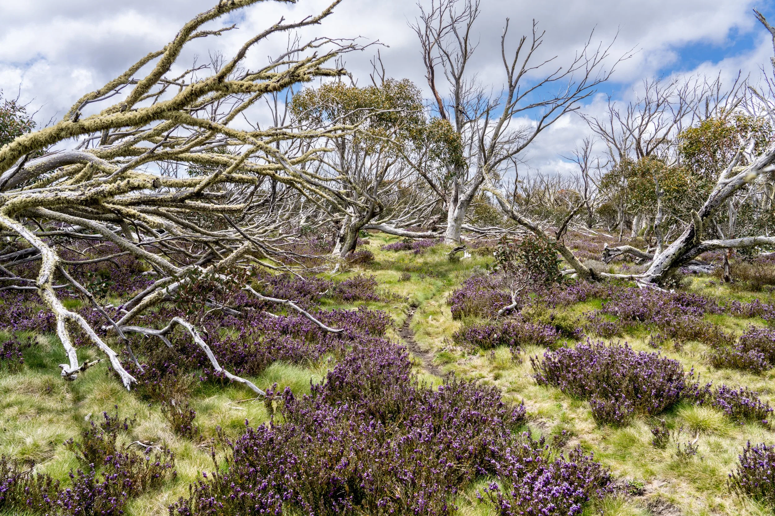 Dinner Plane20201114-DSC07844.jpg
