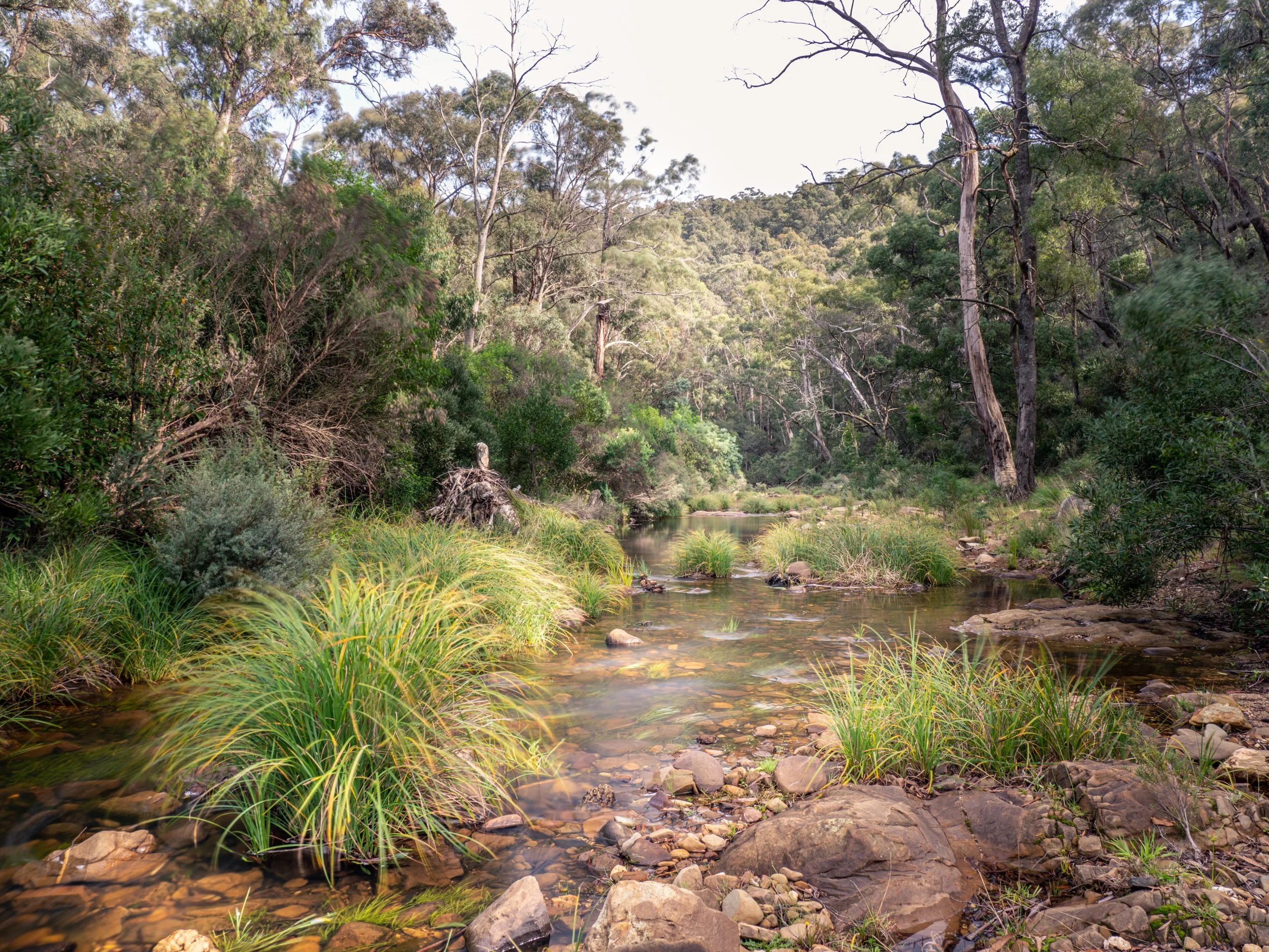 A creek flowing through a forest with trees, bushes, and rocks.