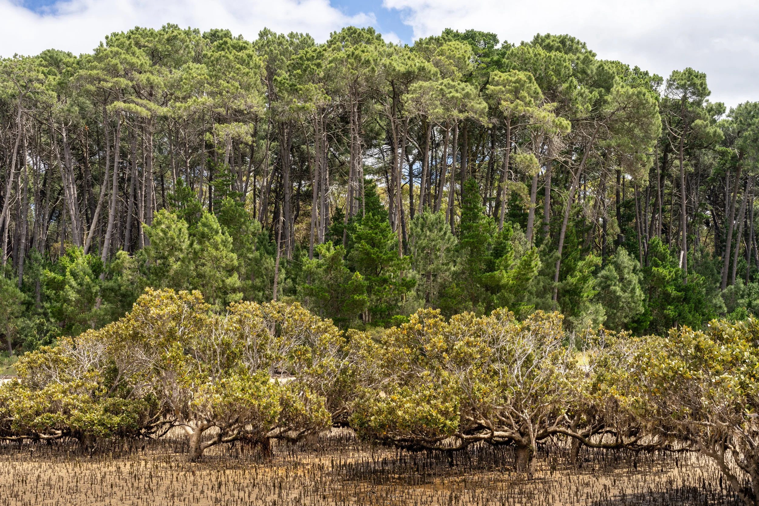 French Island20221217-DSC06223.jpg