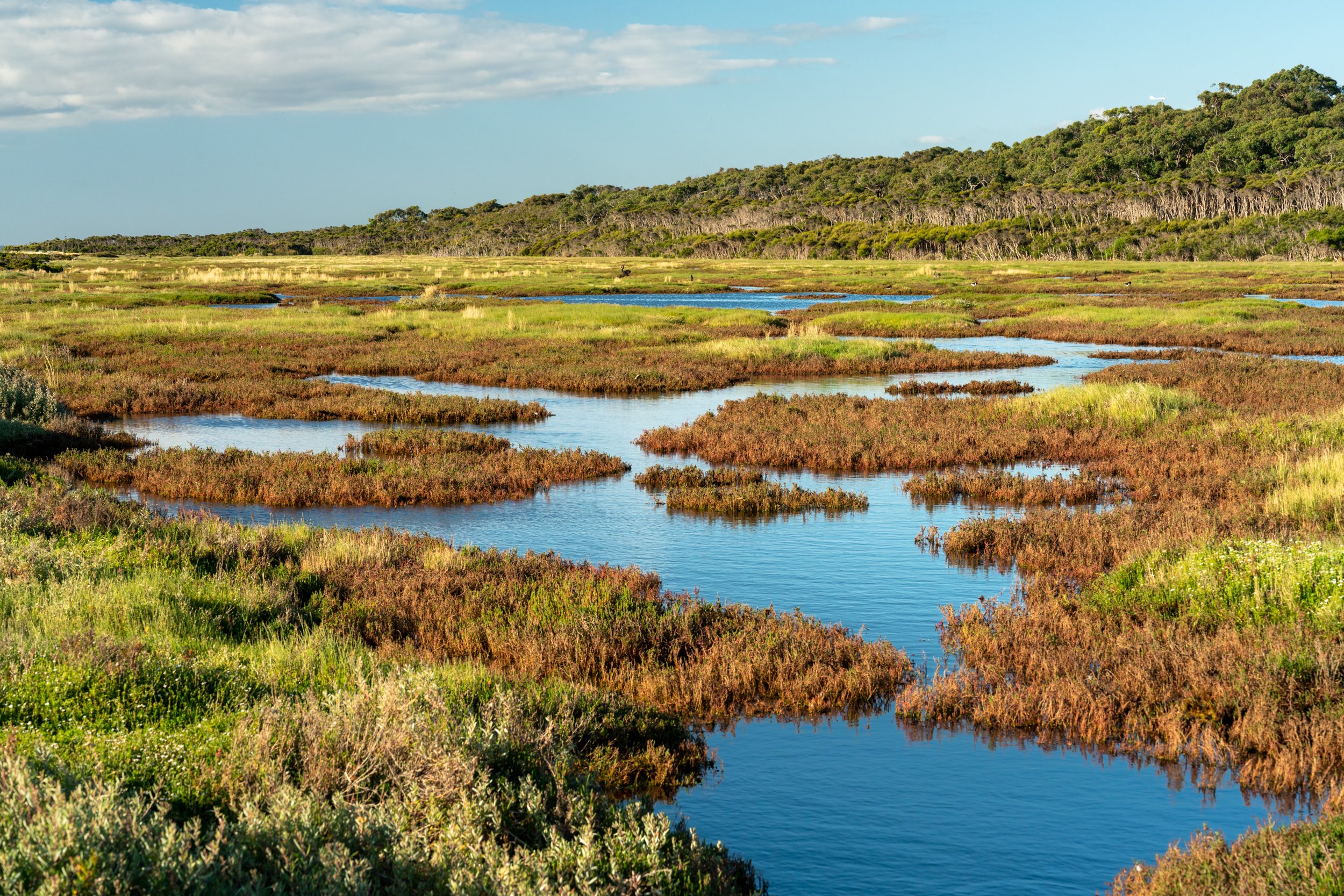 French Island20221217-DSC06392.jpg
