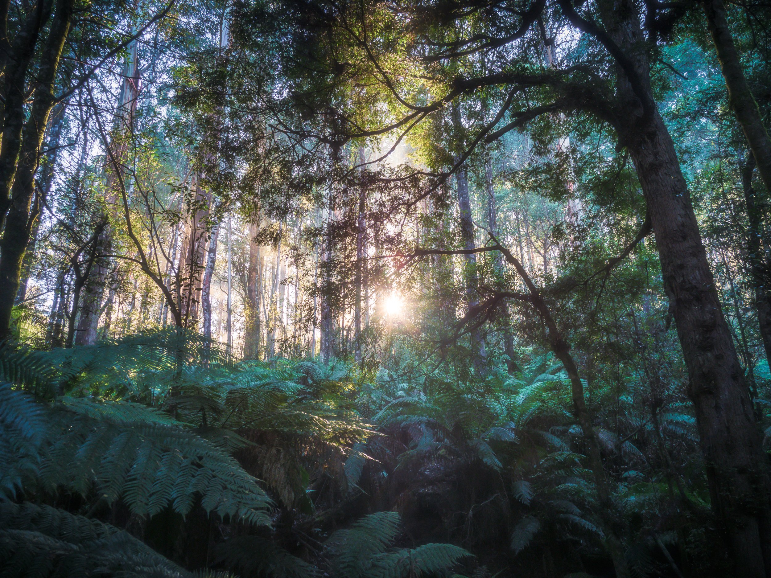 Sunlight shines through a dense green forest with tall trees and lush ferns on the forest floor.