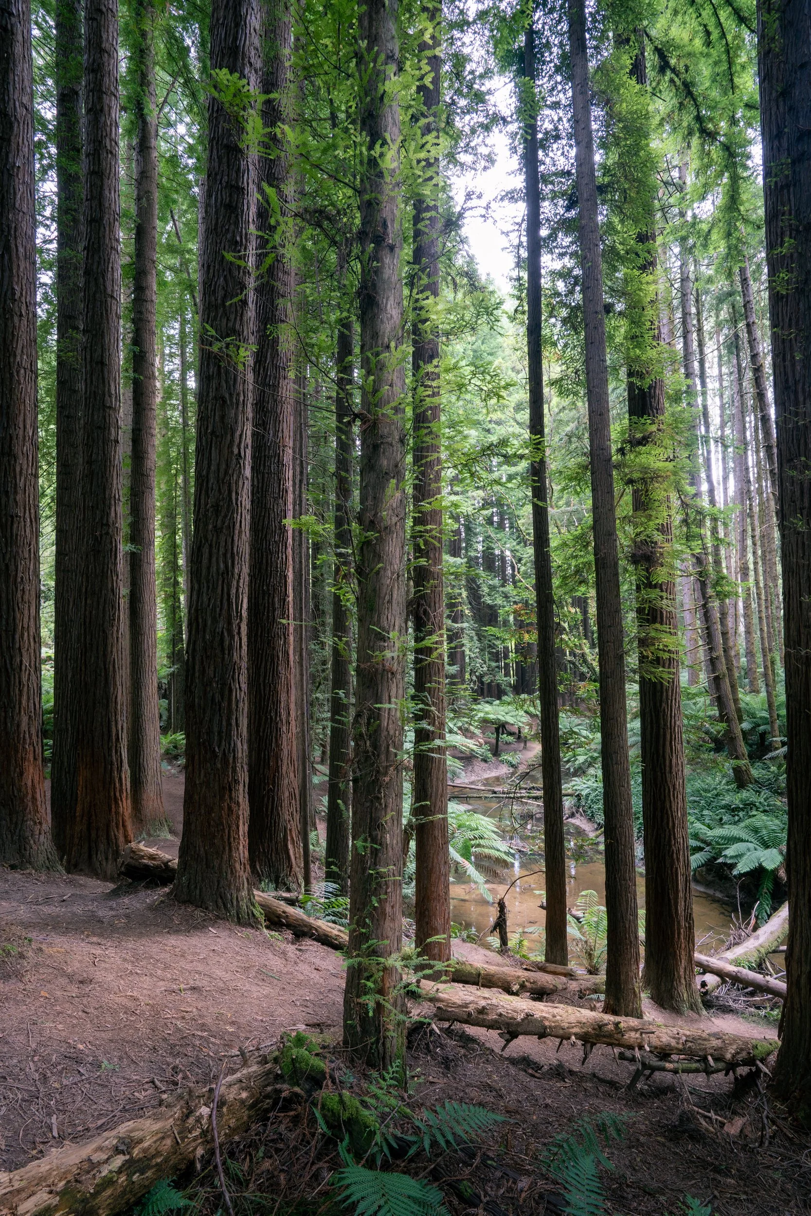 A dense forest with tall trees, green foliage, a dirt path, and a small creek.