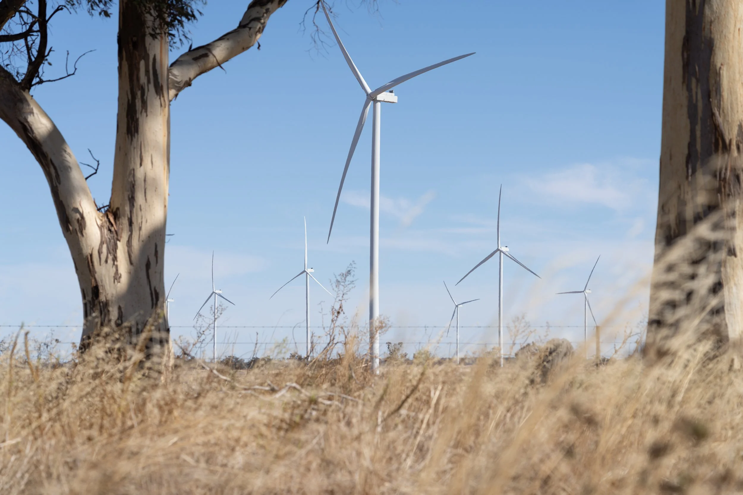 Wind turbines in a dry, grassy landscape with trees in the foreground under a blue sky.