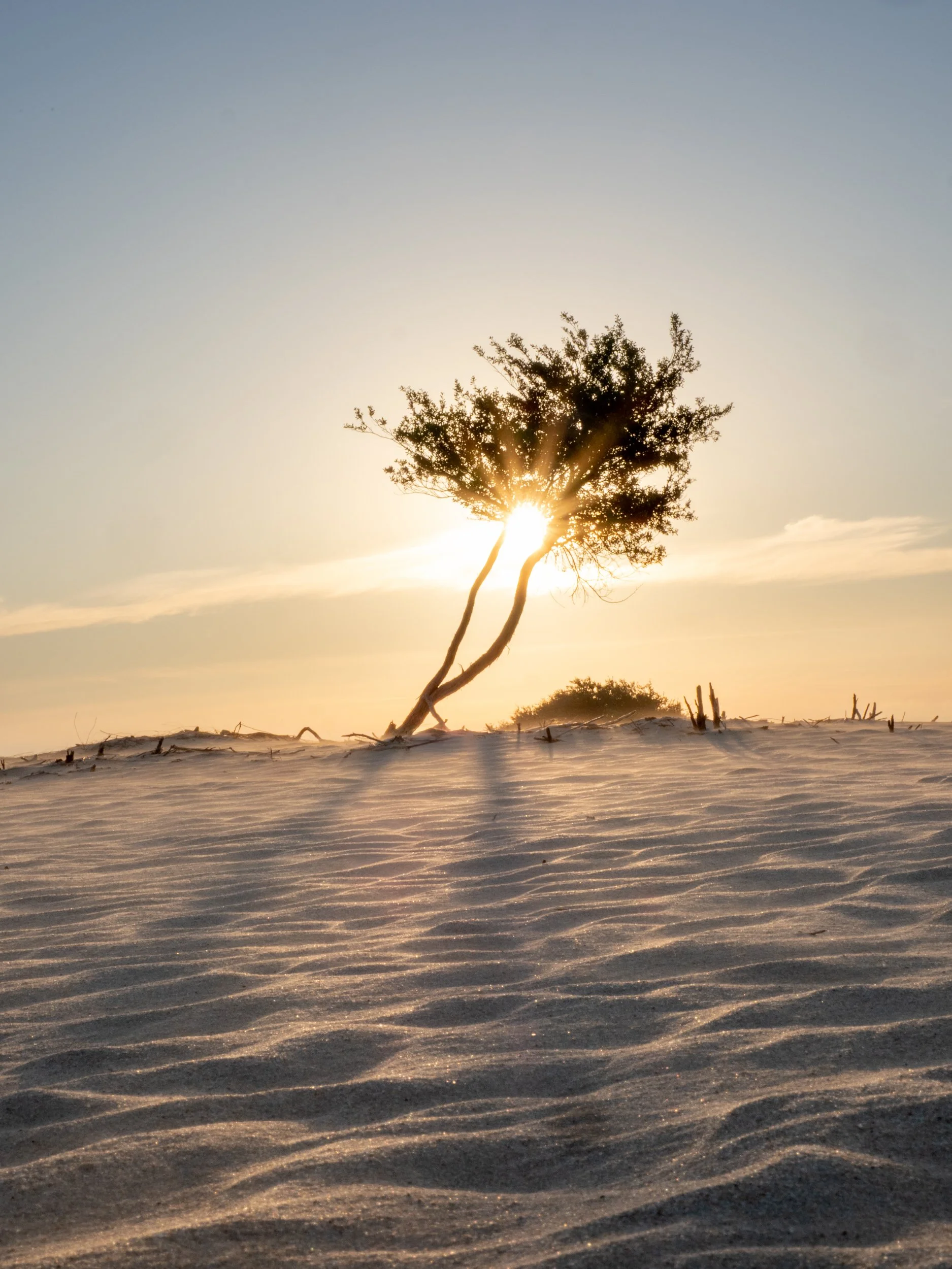 A solitary tree leaning on a small hill with the sun setting behind it on a sandy landscape with ripples in the sand.