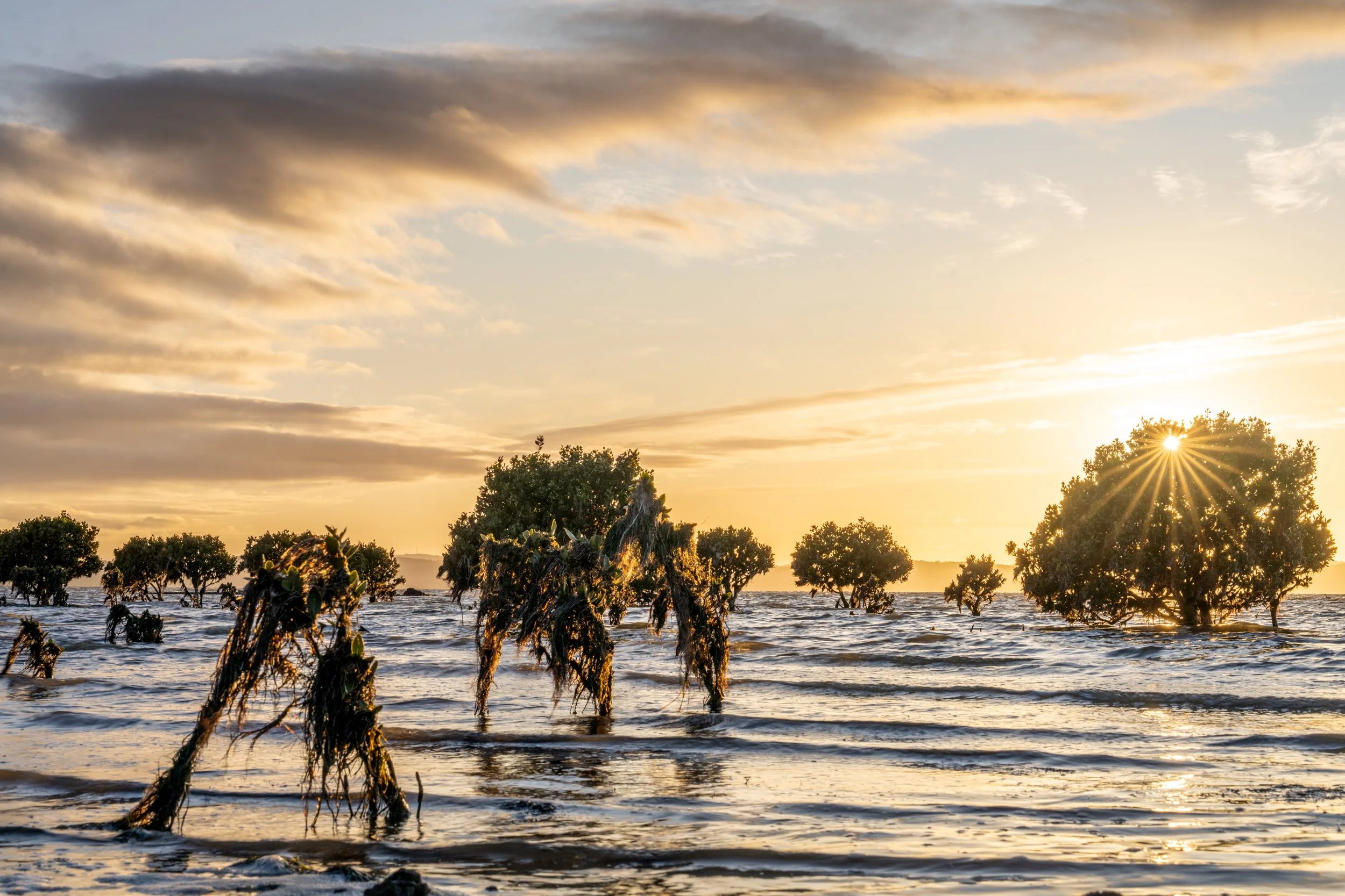 French Island20221218-DSC06459-HDR.jpg