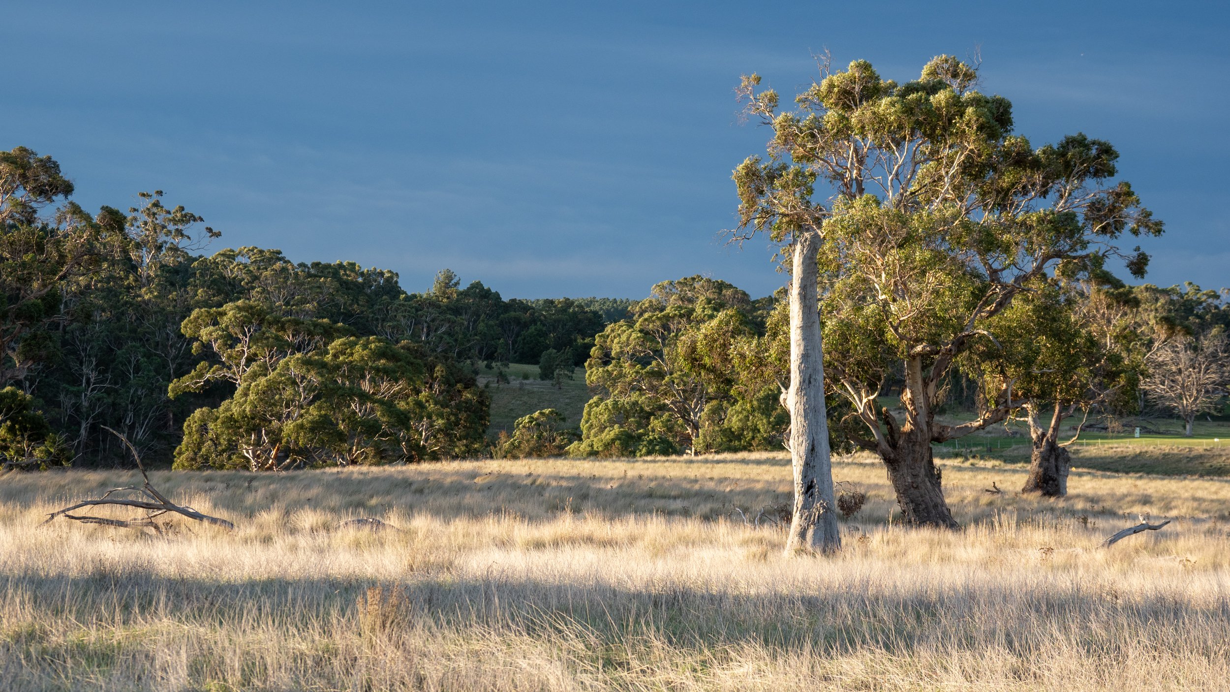 A natural landscape featuring trees in a grassy field with a backdrop of forest and a cloudy sky.