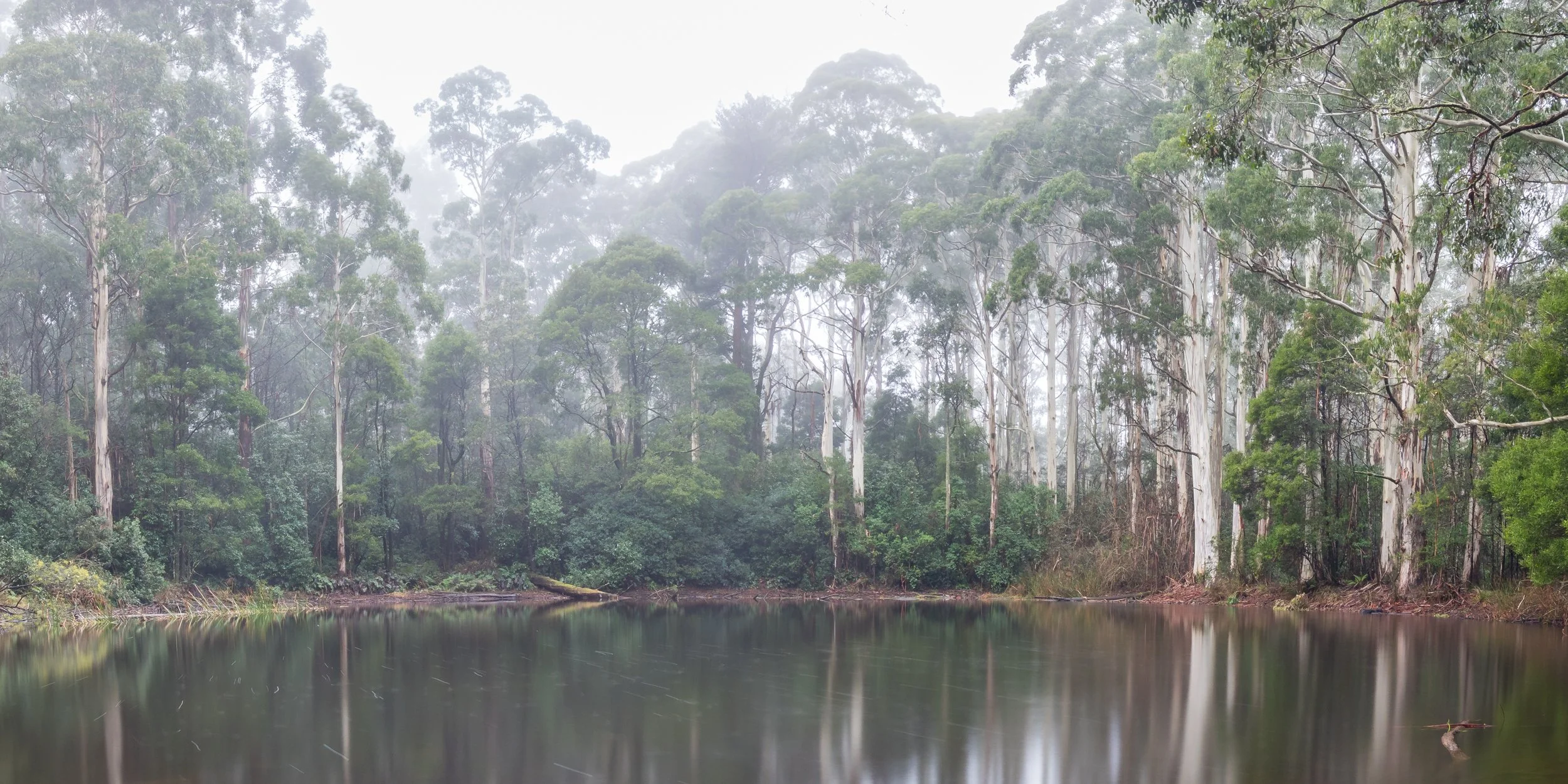 A foggy river surrounded by tall eucalyptus trees with green foliage.