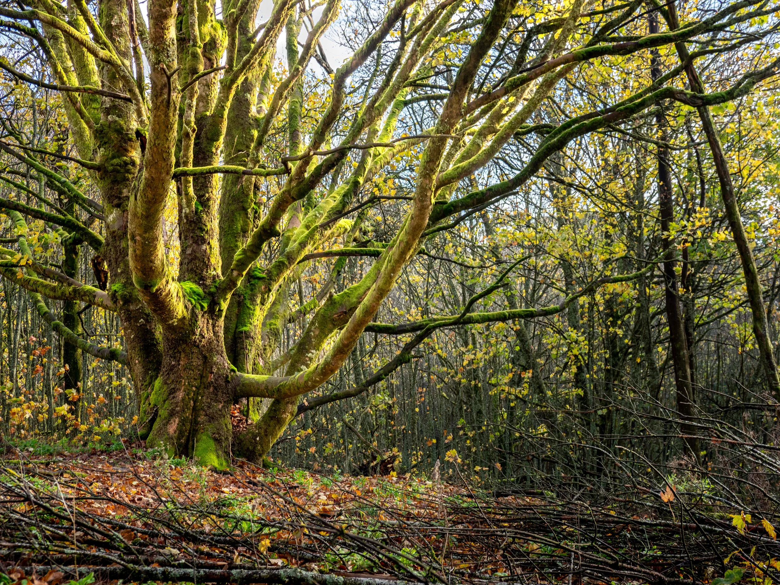 A moss-covered, sprawling tree with twisted branches in a dense forest during autumn, with fallen leaves on the ground.