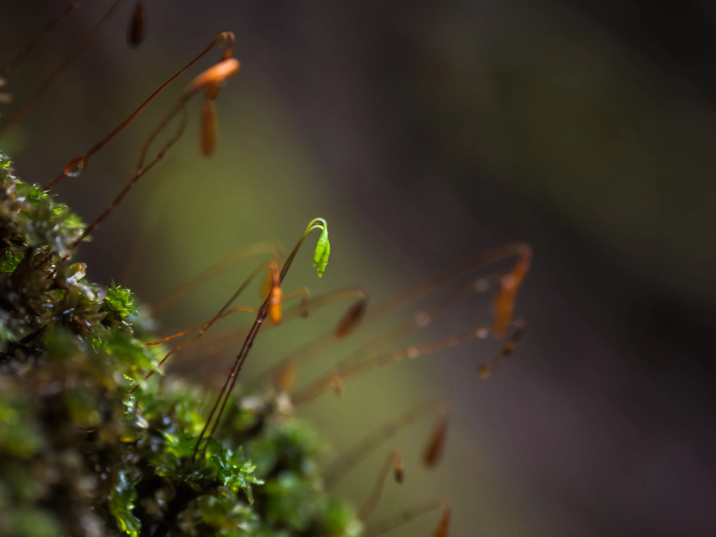 Close-up of moss with tiny, delicate sporophytes, some with green capsules on thin stems, on a damp surface.