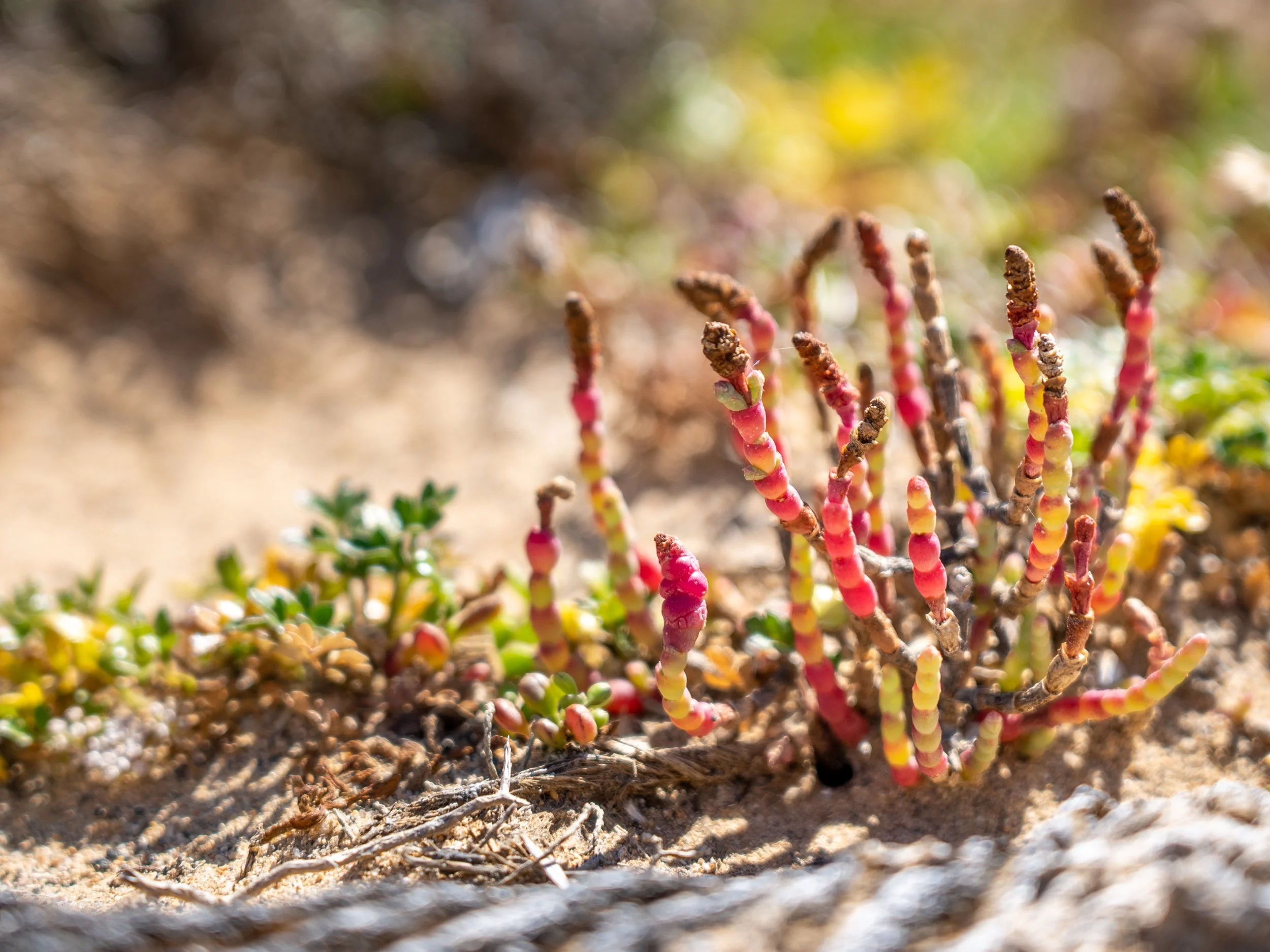 Close-up of colorful desert succulent plant with red, pink, yellow, and green stems growing in sandy soil.