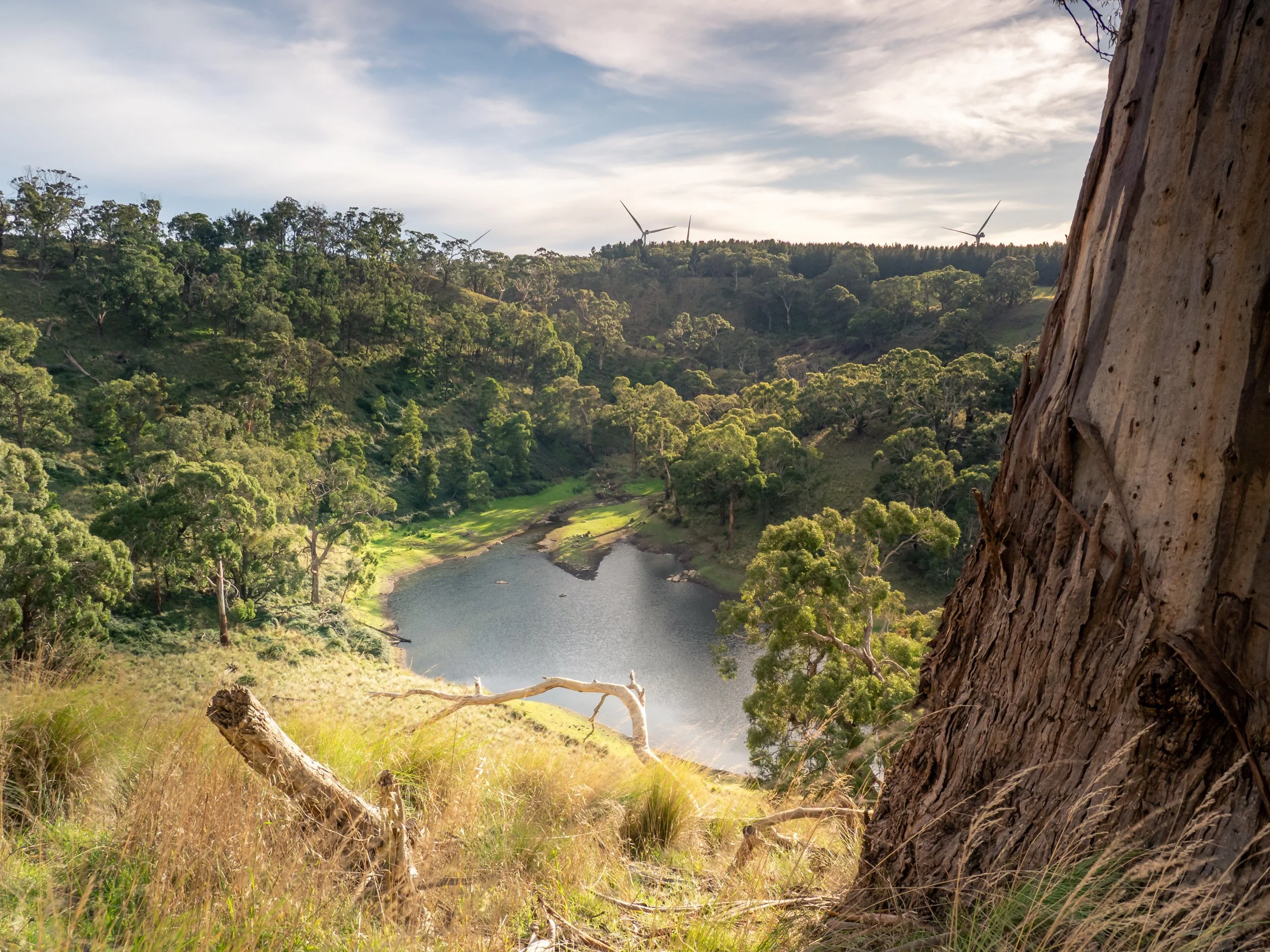 A scenic view of a lush, green landscape with a river at the valley bottom, surrounded by trees and hills, under a partly cloudy sky. A large tree trunk is visible on the right foreground.