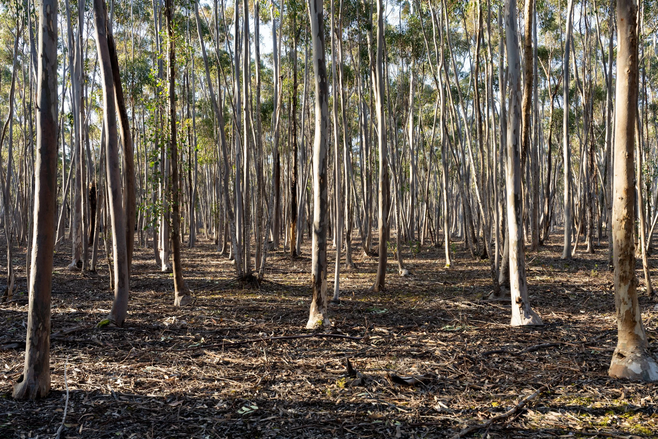 A dense forest of tall, slender trees with light-colored bark, sunlight filtering through the canopy, and dry leaf litter on the ground.