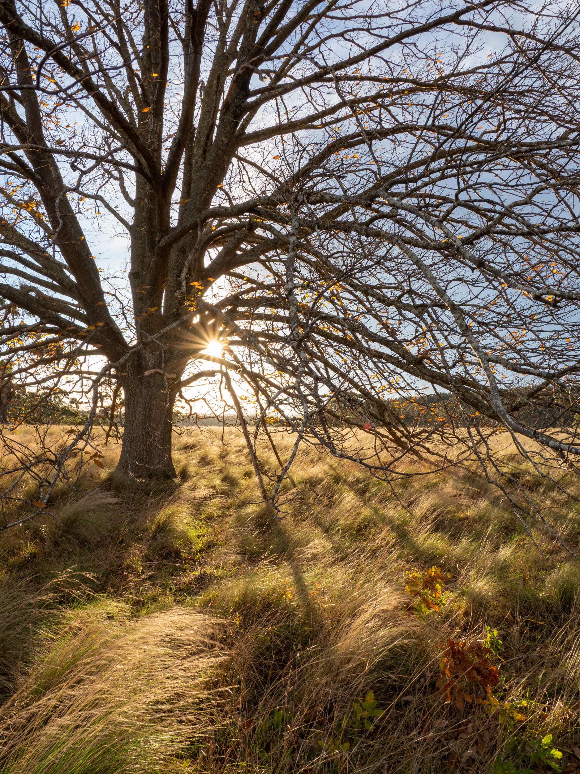 A large tree with mostly bare branches in a grassy field during late autumn or early winter, with the sun setting behind the tree, casting a starburst of light through the branches.
