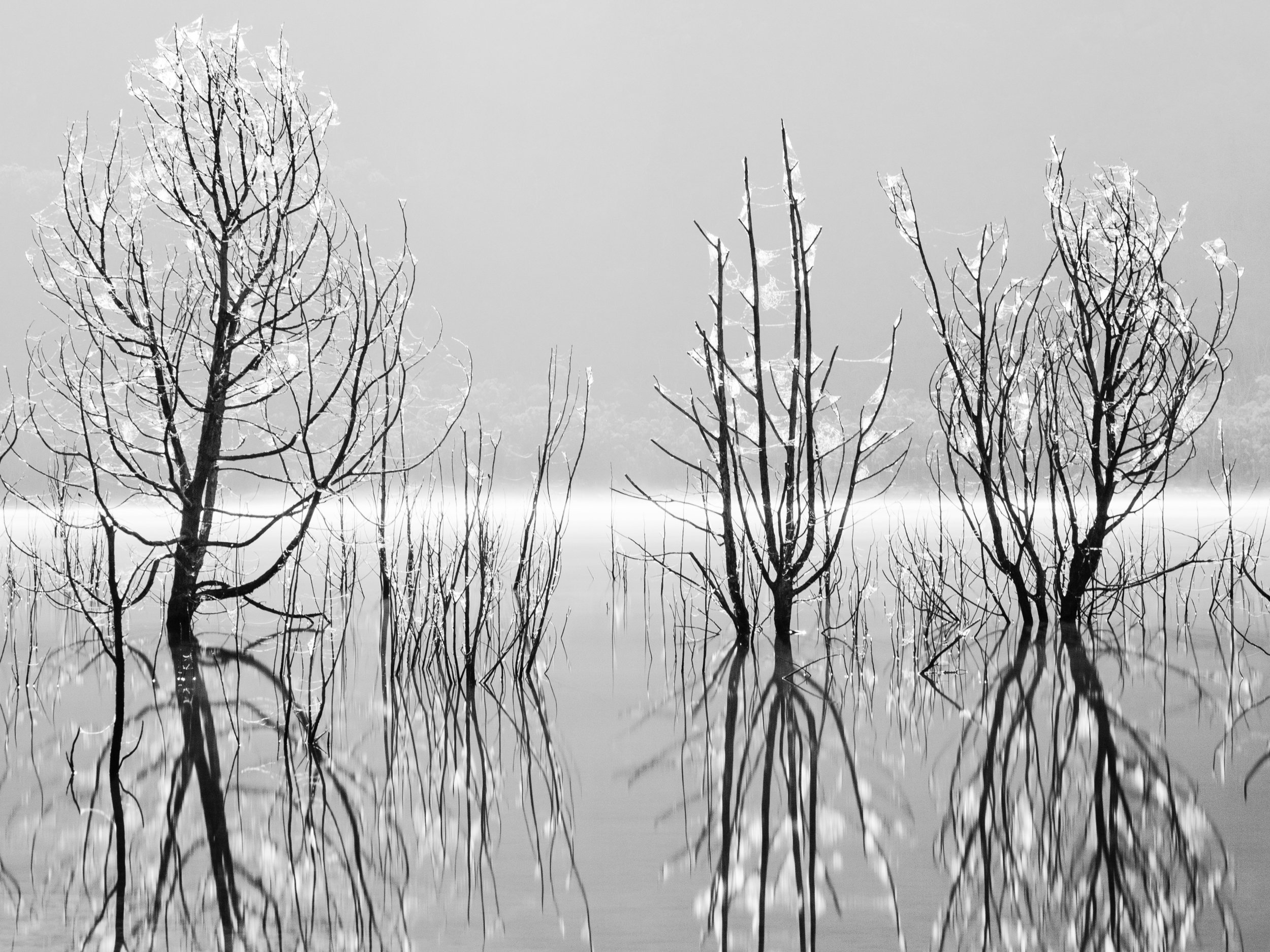 Black and white photo of leafless trees reflected in calm water, with a misty background.