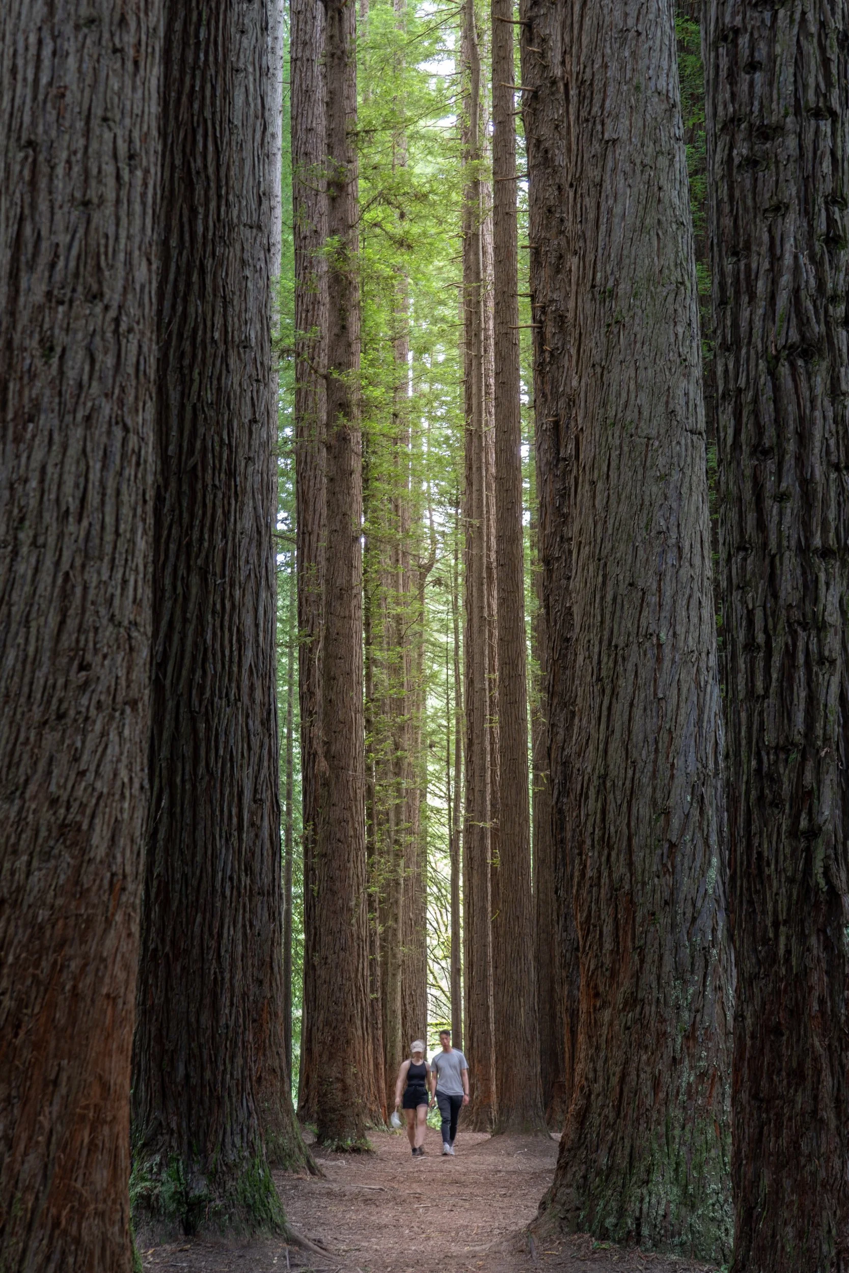 Two people walking in a forest with tall redwood trees.