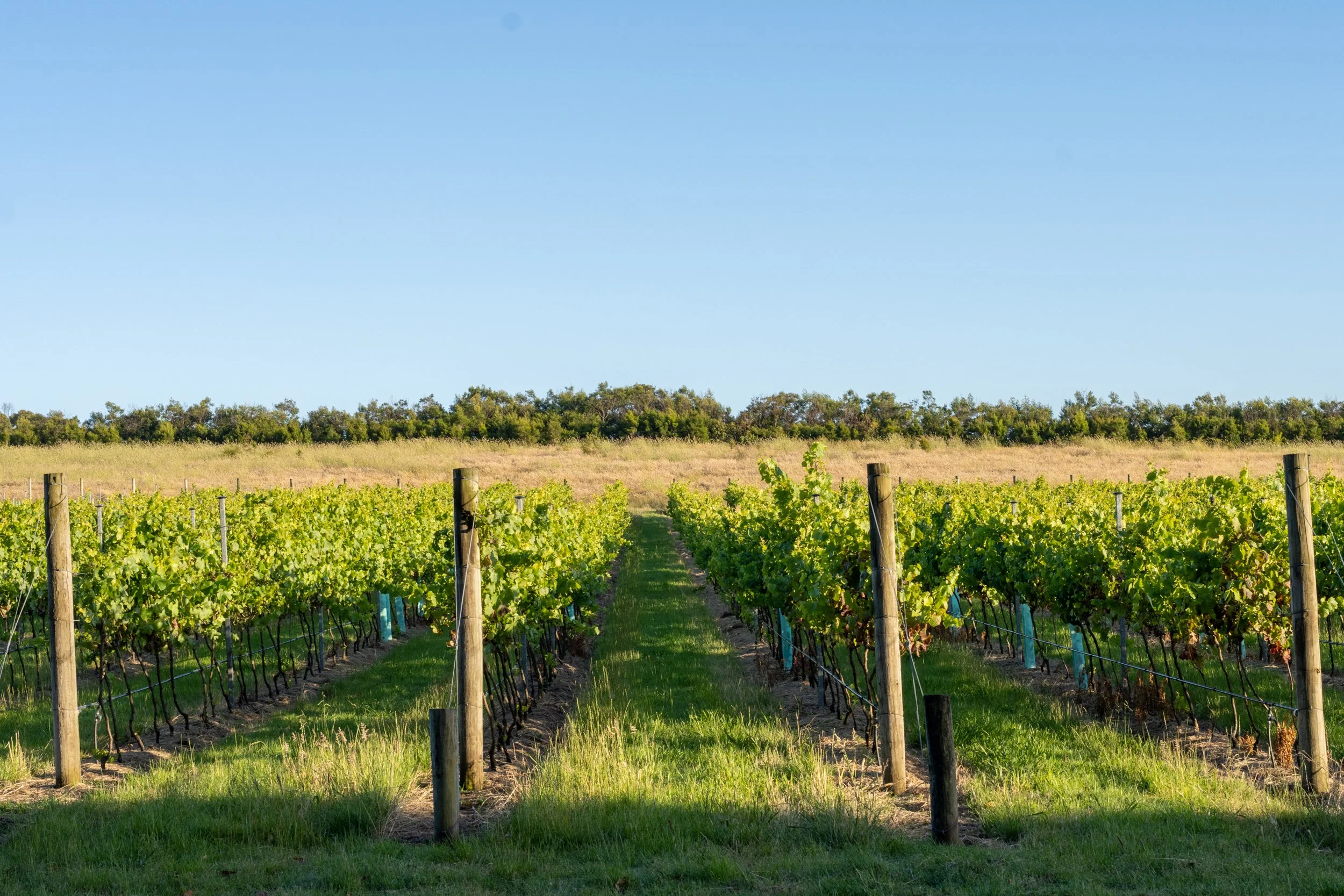 French Island20221219-DSC07111.jpg