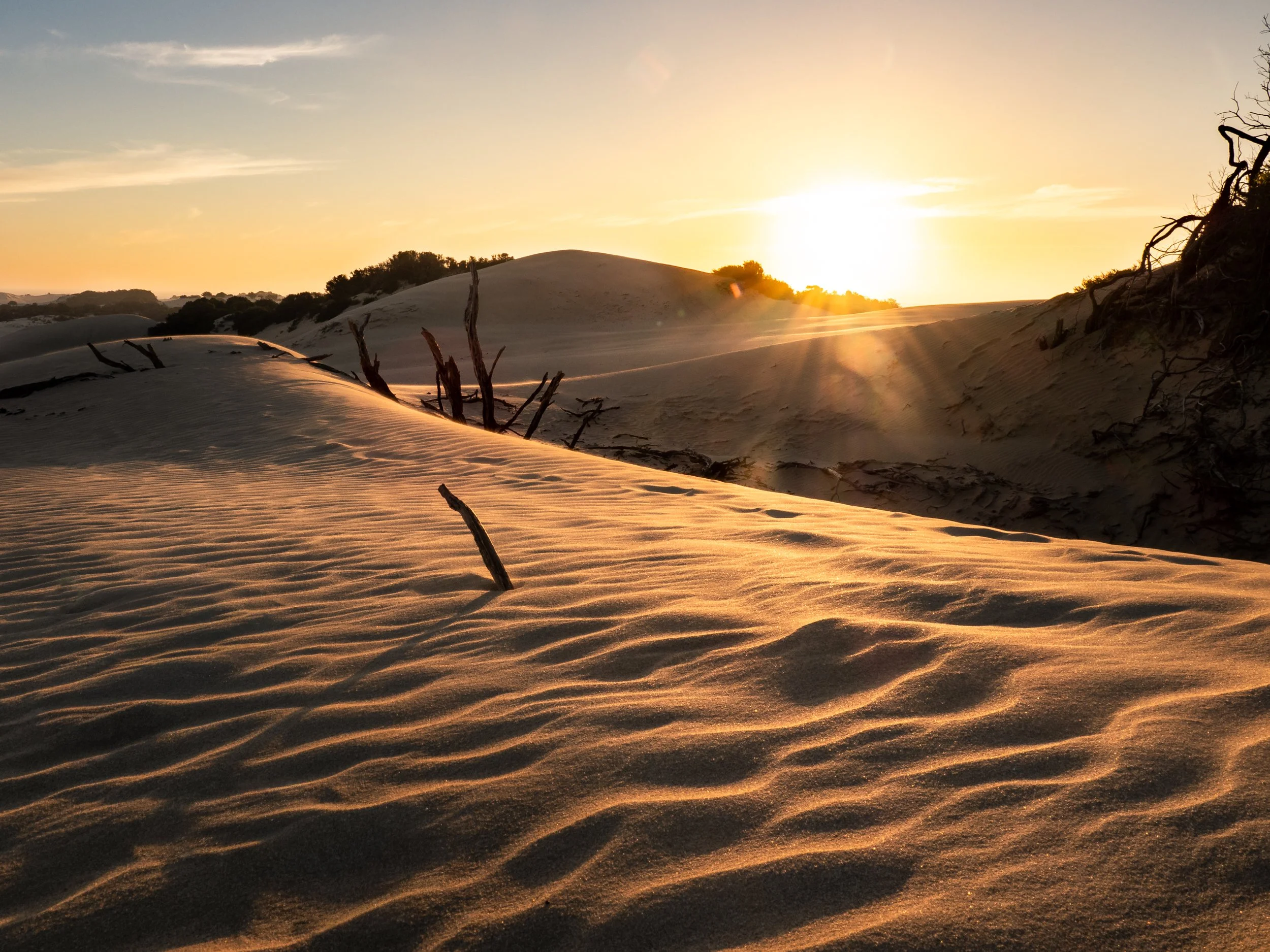 Sand dunes with rippled patterns during sunset, with some dry tree branches and distant bushes or trees under a partly cloudy sky.