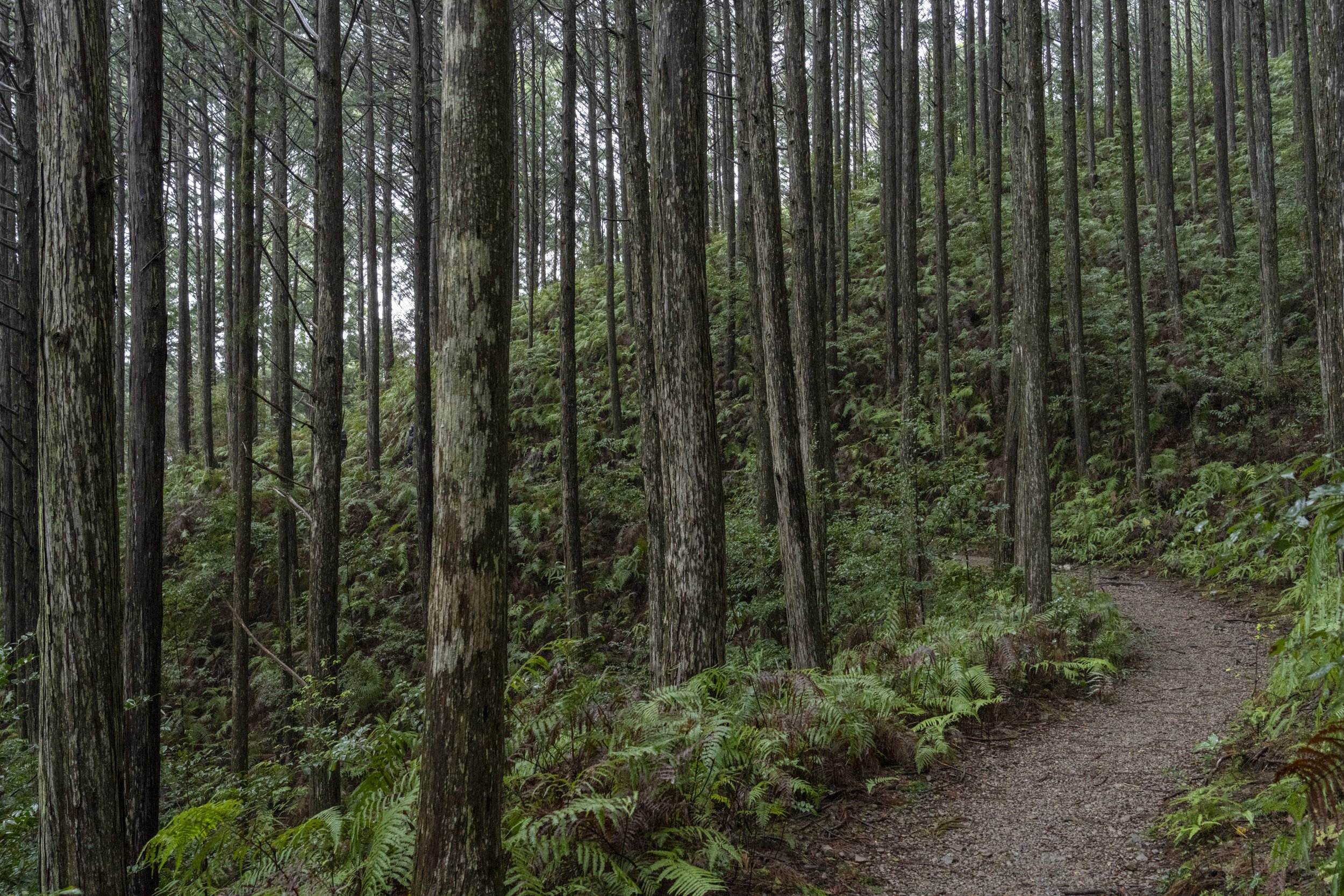 Kumano Kodo Kawayu to Yuminone-DSC04775.jpg