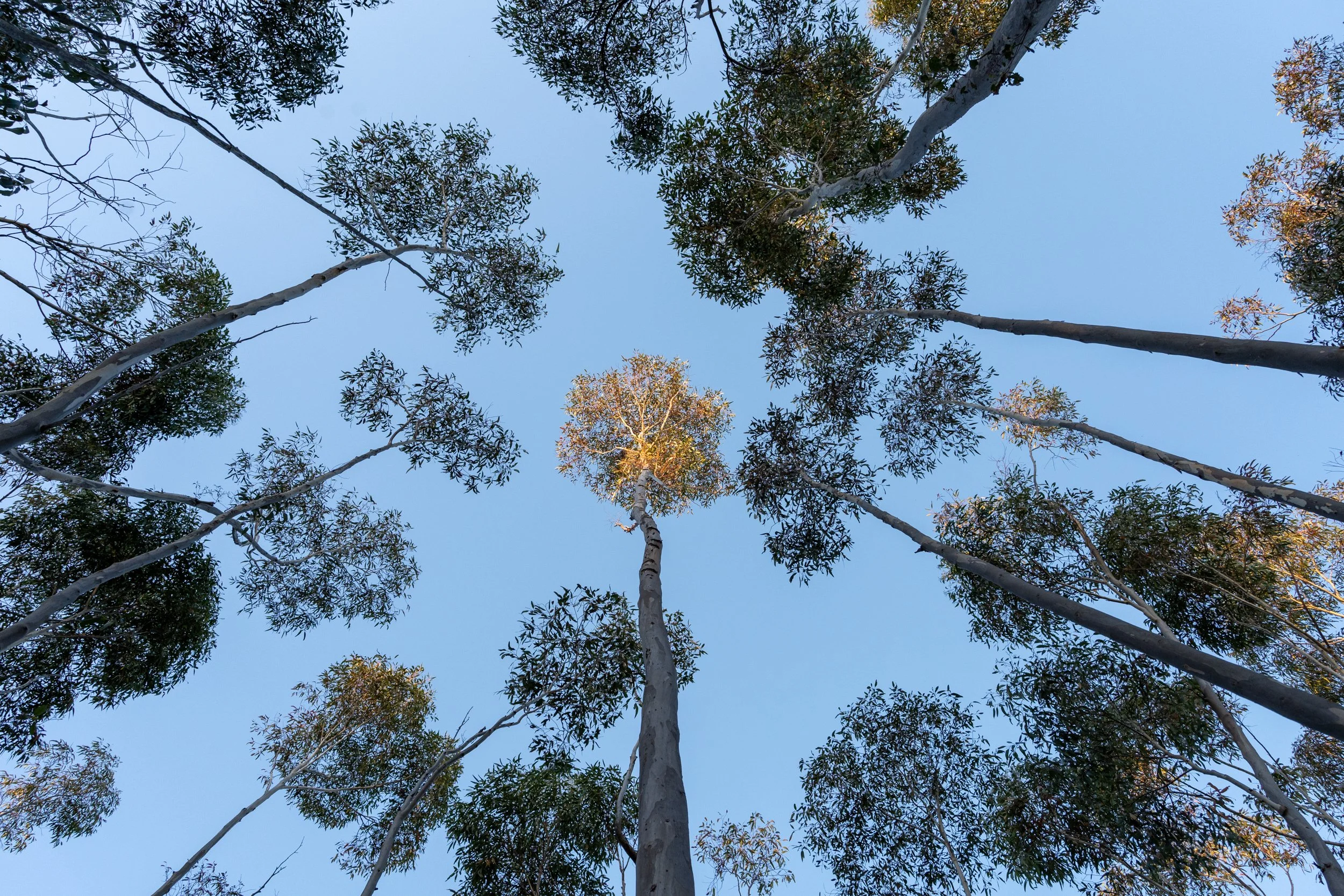 Looking up at tall trees with green leaves against a clear blue sky.