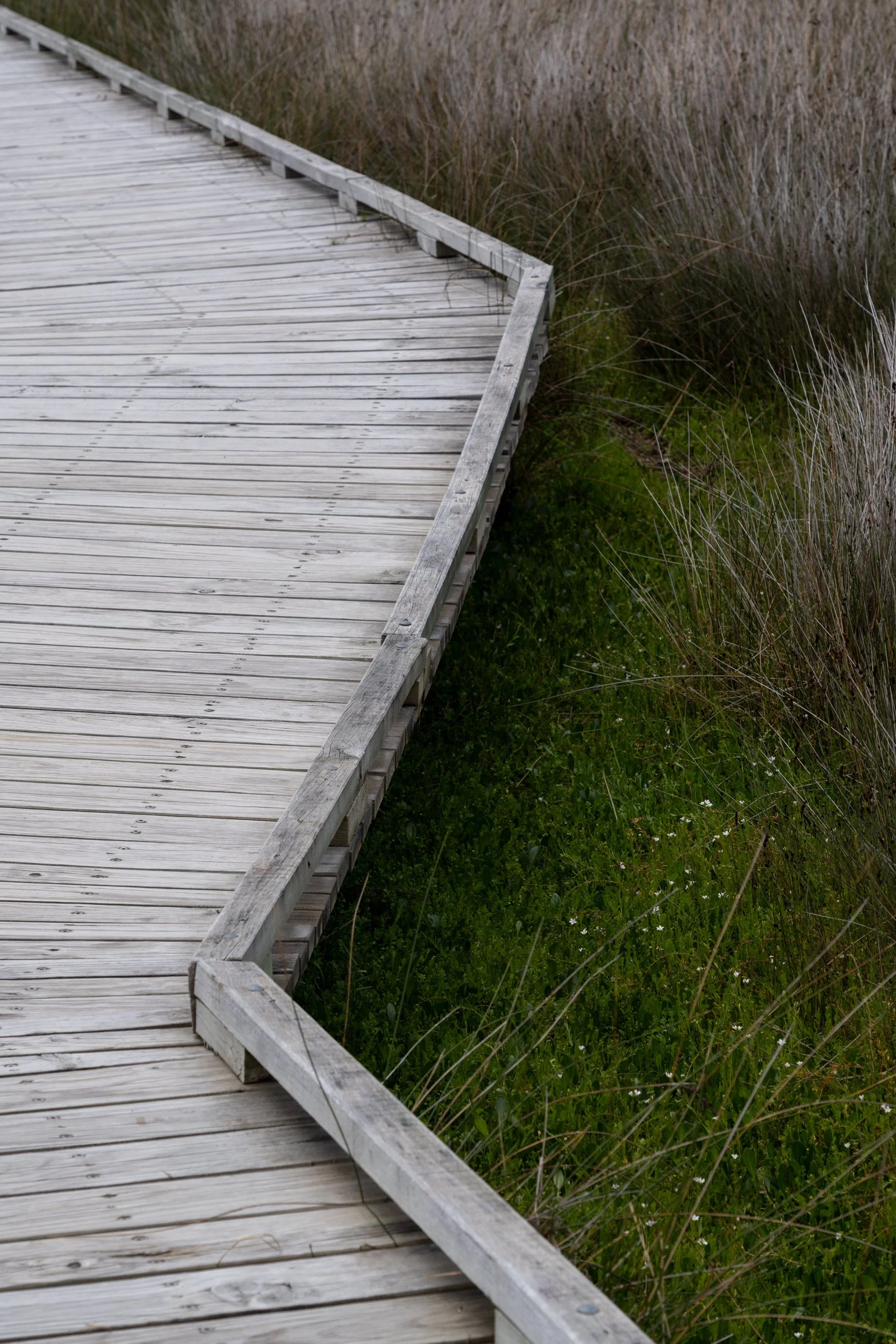Wooden boardwalk curves through grassy wetlands with tall, dry grass on either side.
