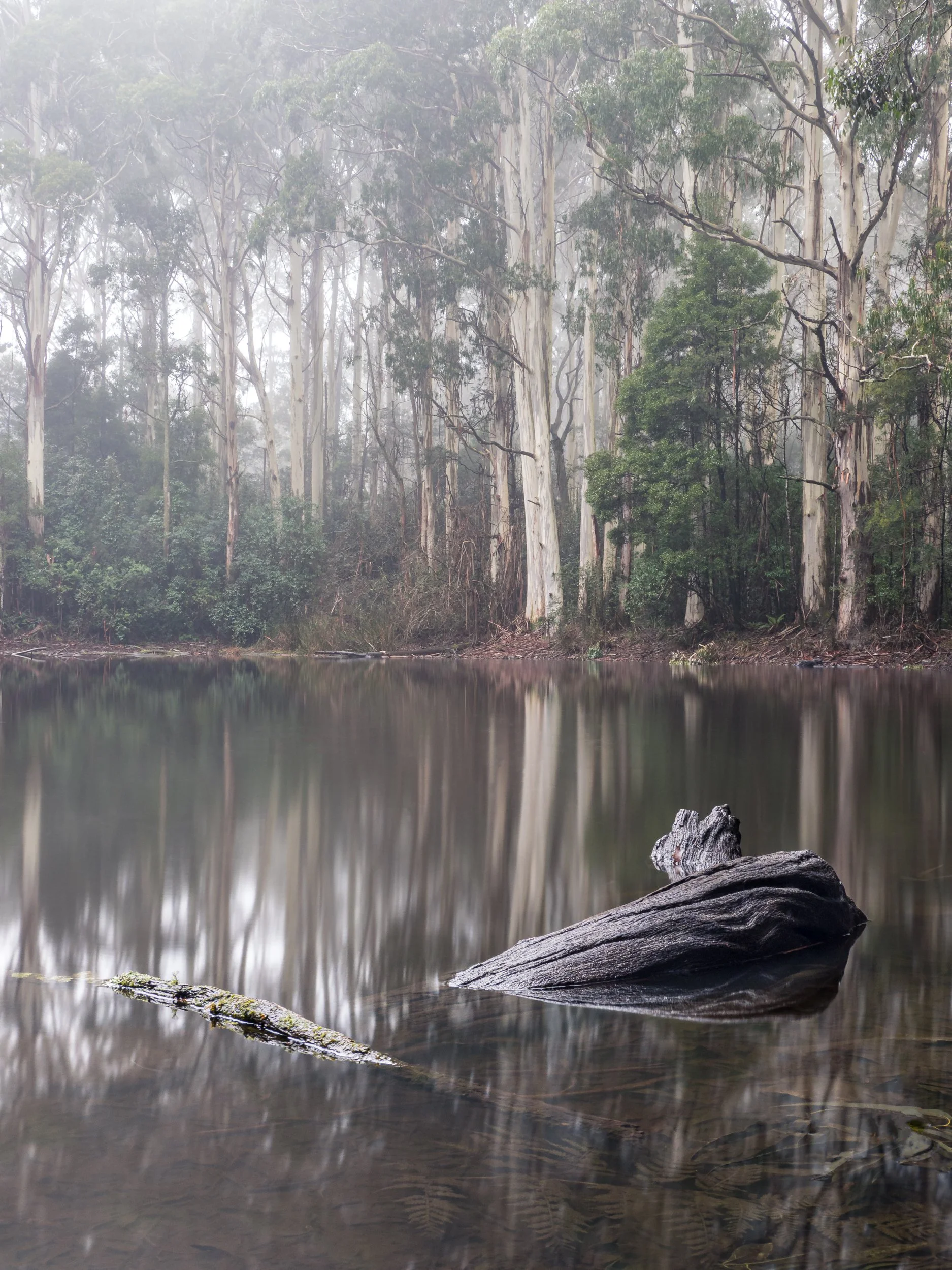 A misty forest scene with tall trees and a calm body of water in the foreground, featuring a partially submerged dark, weathered log.