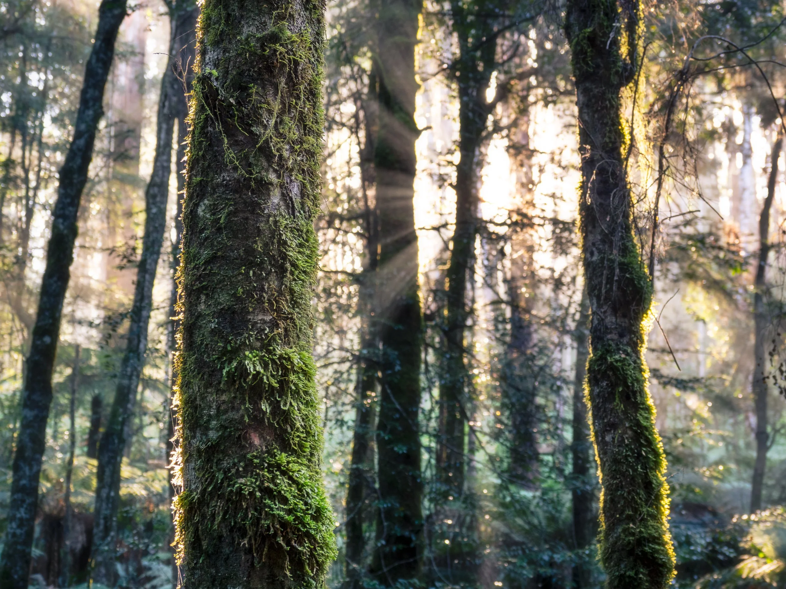 Sunlight filters through a lush green forest with moss-covered tree trunks.