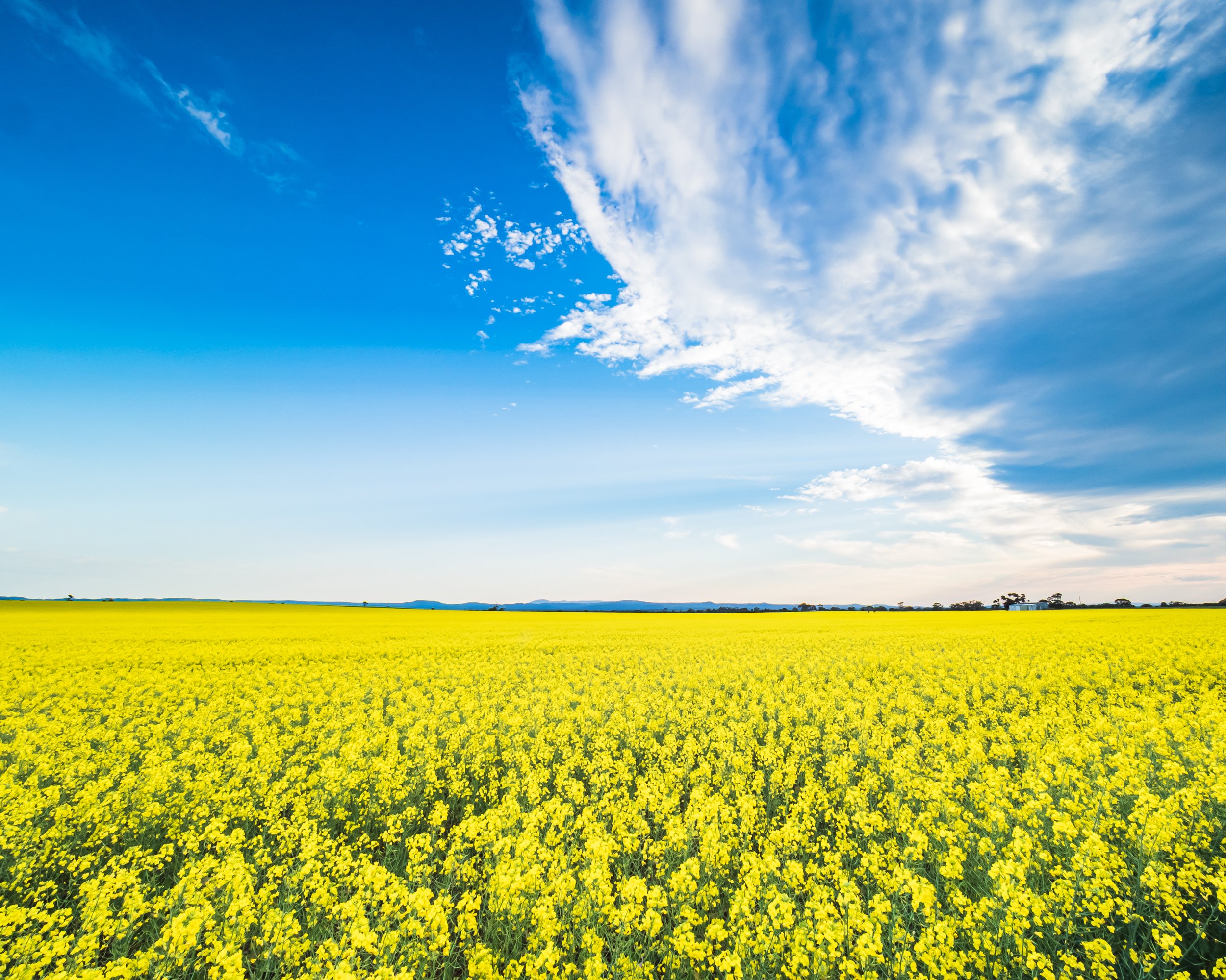 A vast field of yellow flowers under a bright blue sky with scattered white clouds.