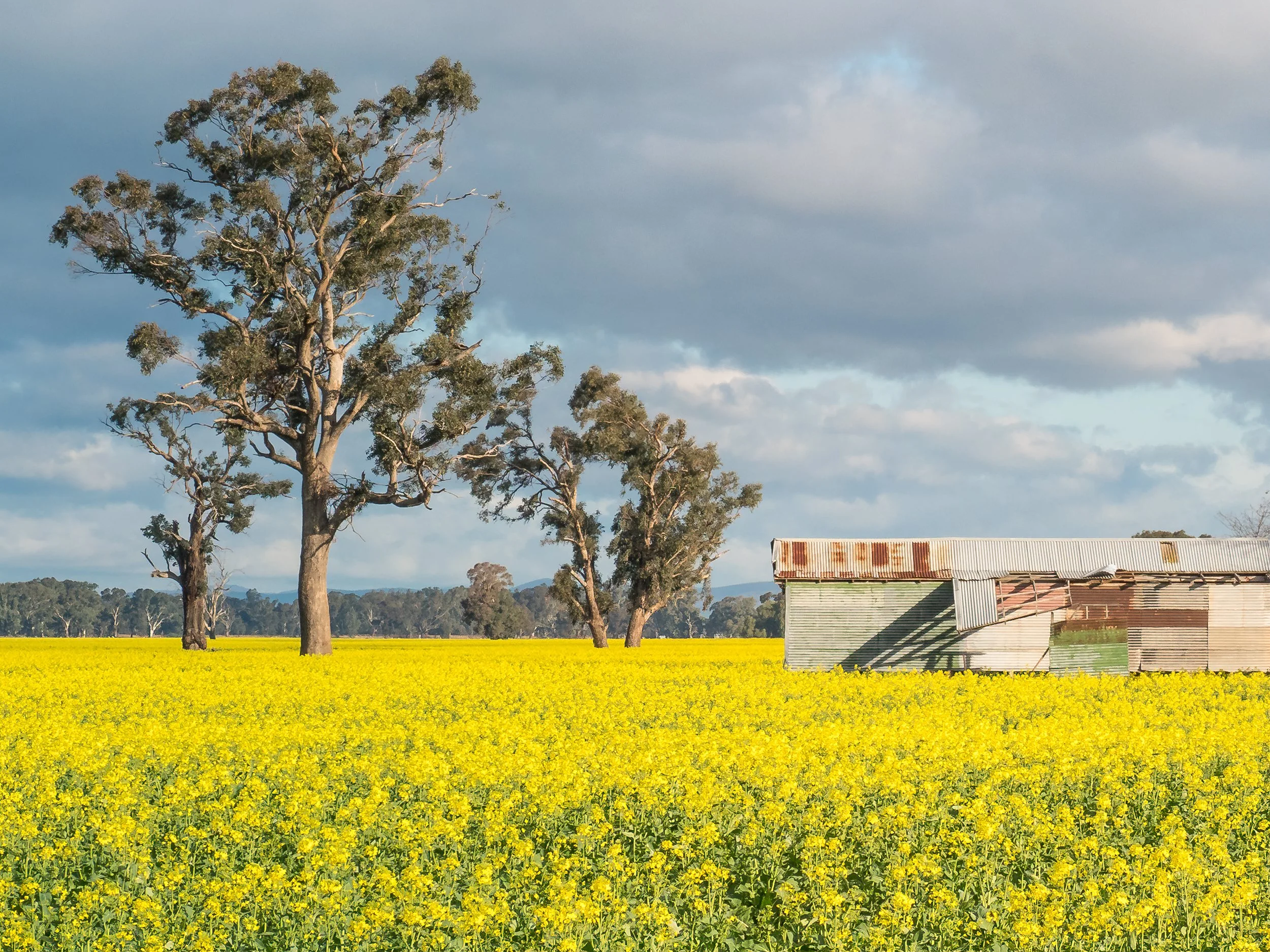 A rural landscape with three tall trees, a yellow flower field, and an old corrugated metal building under a partly cloudy sky.