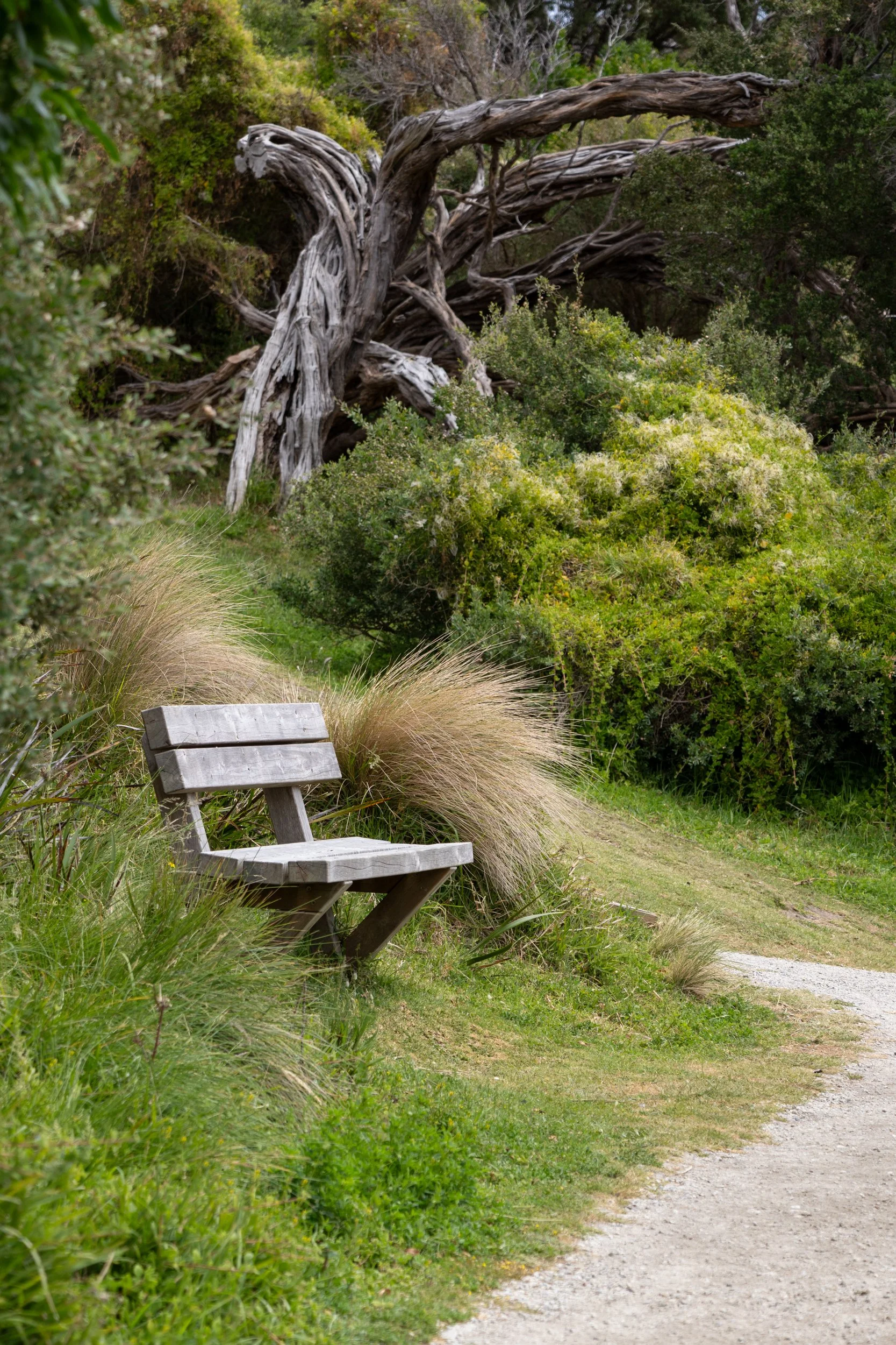 A wooden park bench on a grassy path with bushes and trees in the background, including a twisted, gnarled tree.