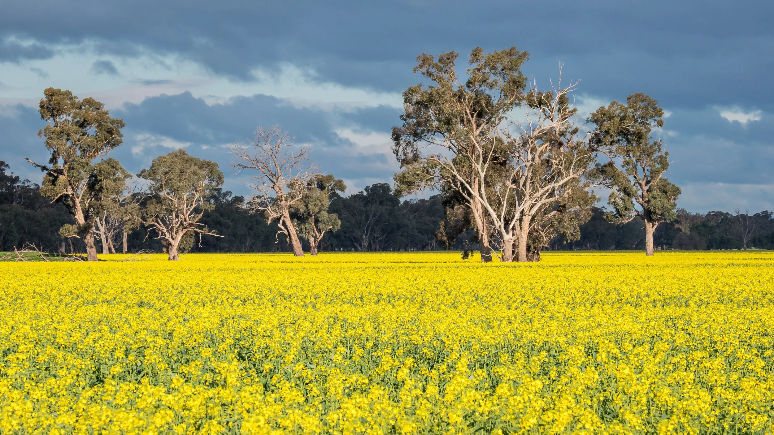 A vast field of bright yellow flowers with several large trees with green leaves and some bare branches, under a partly cloudy sky.