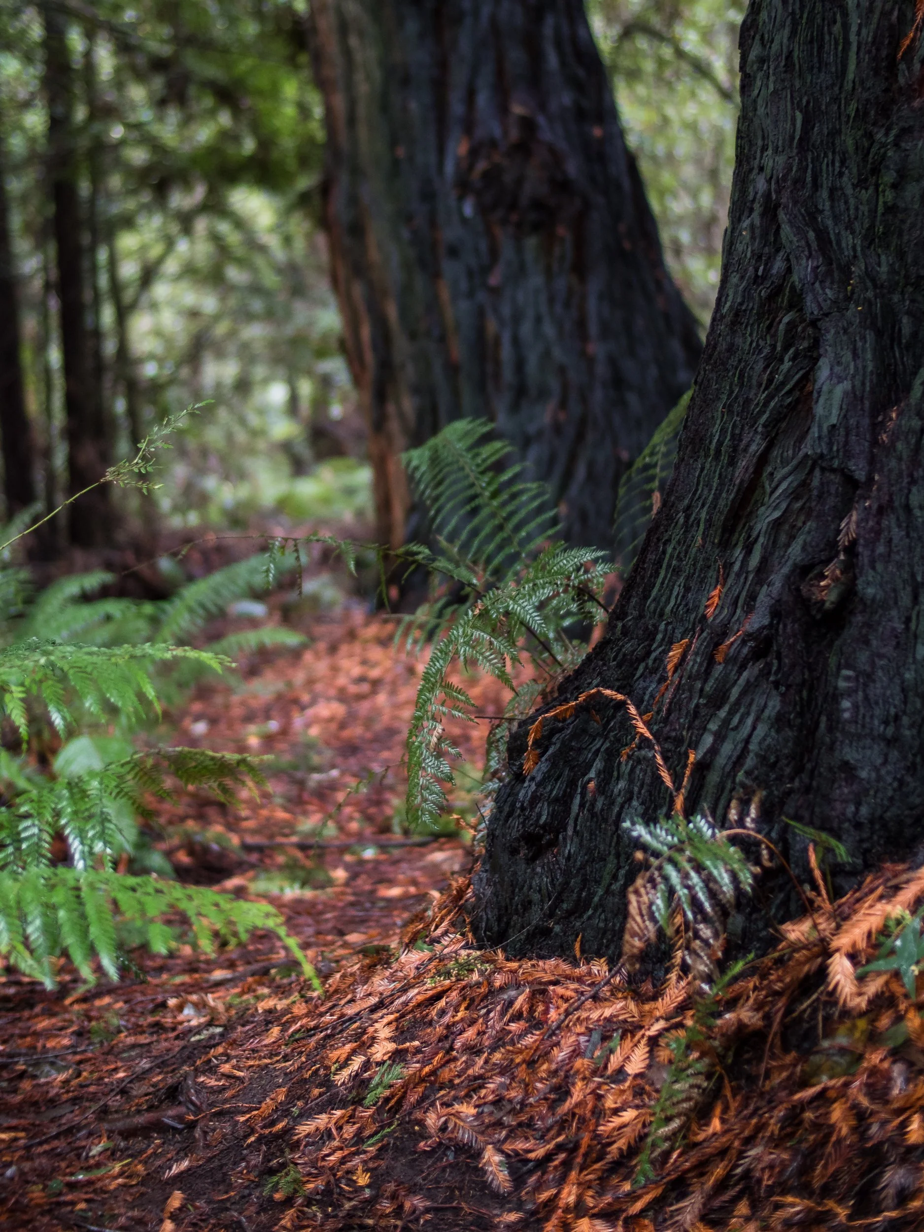 A close-up of an outdoor forest scene with tree trunks, fern plants, and fallen leaves on the ground.