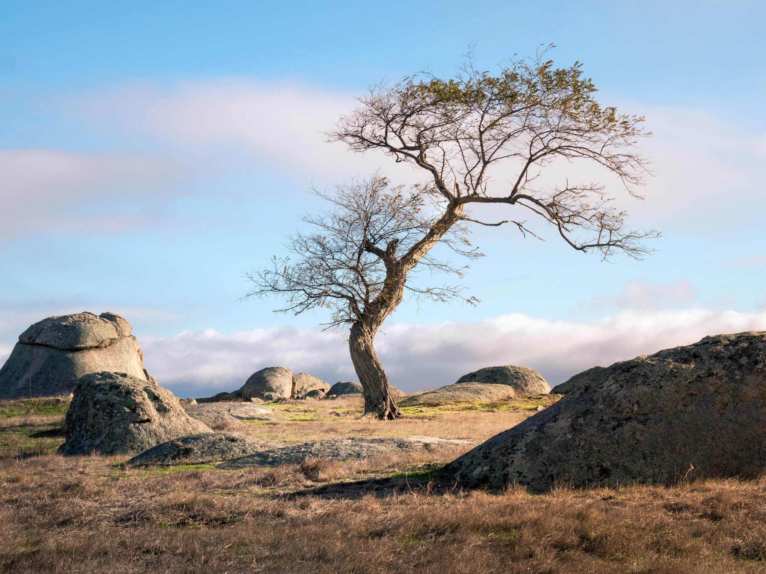 A solitary, slightly twisted tree with sparse leaves standing among large rocks in a grassy landscape under a partly cloudy sky.