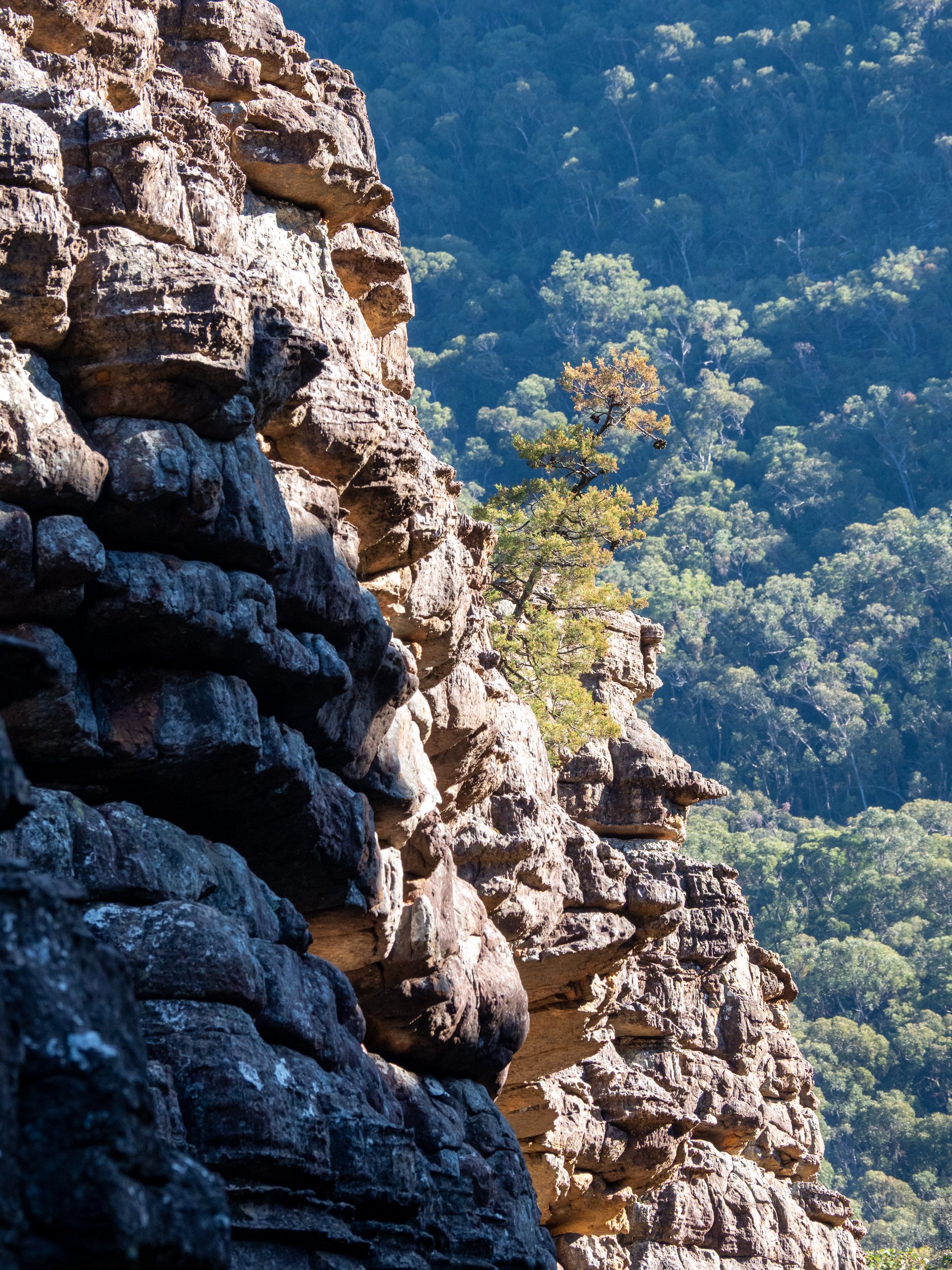 A rugged rock face with a small tree growing on a ledge, overlooking dense forested mountains.