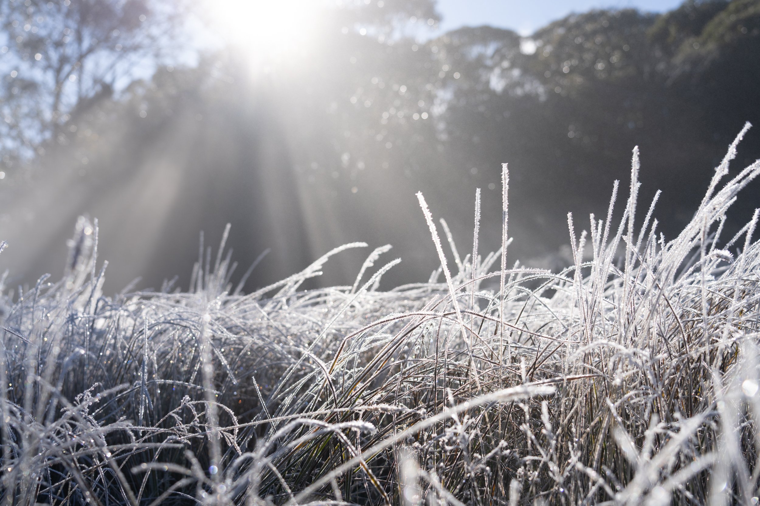 Mt Buffalo Plain20220529-DSC05700.jpg