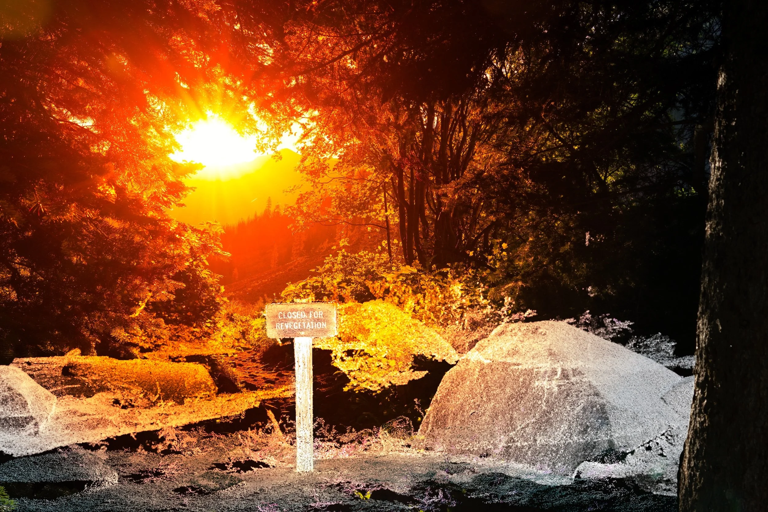 Revegetation copy.jpg